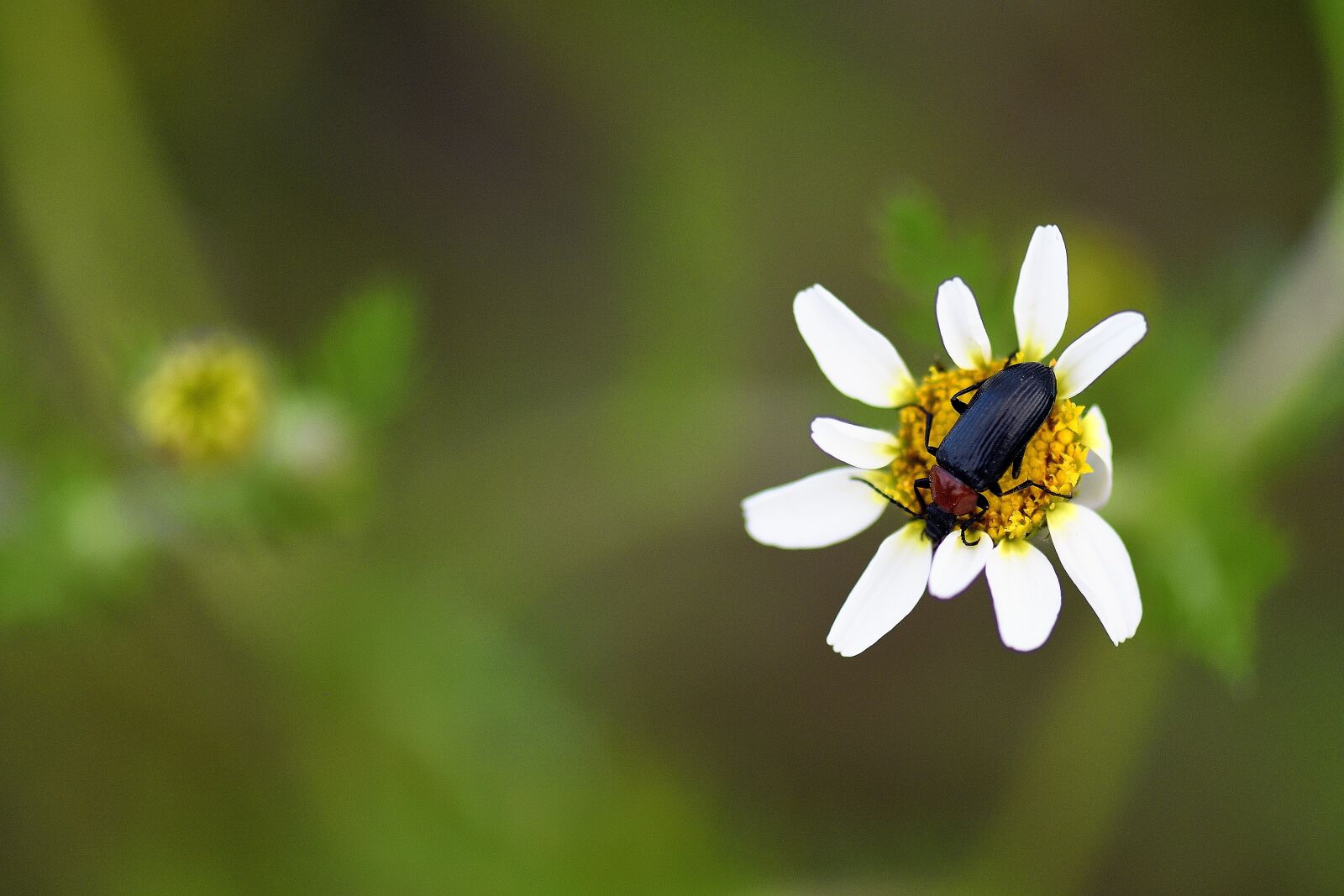 Nikon D500 sample photo. Flower, beetle, spring photography