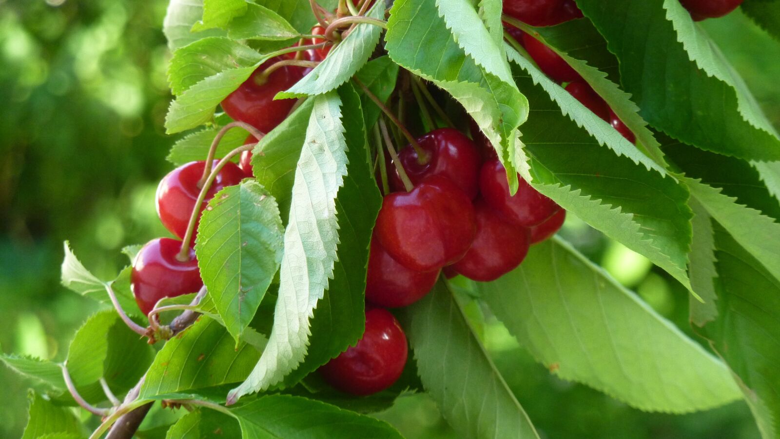 Panasonic DMC-TZ7 sample photo. Cherries, cherry tree, sweet photography