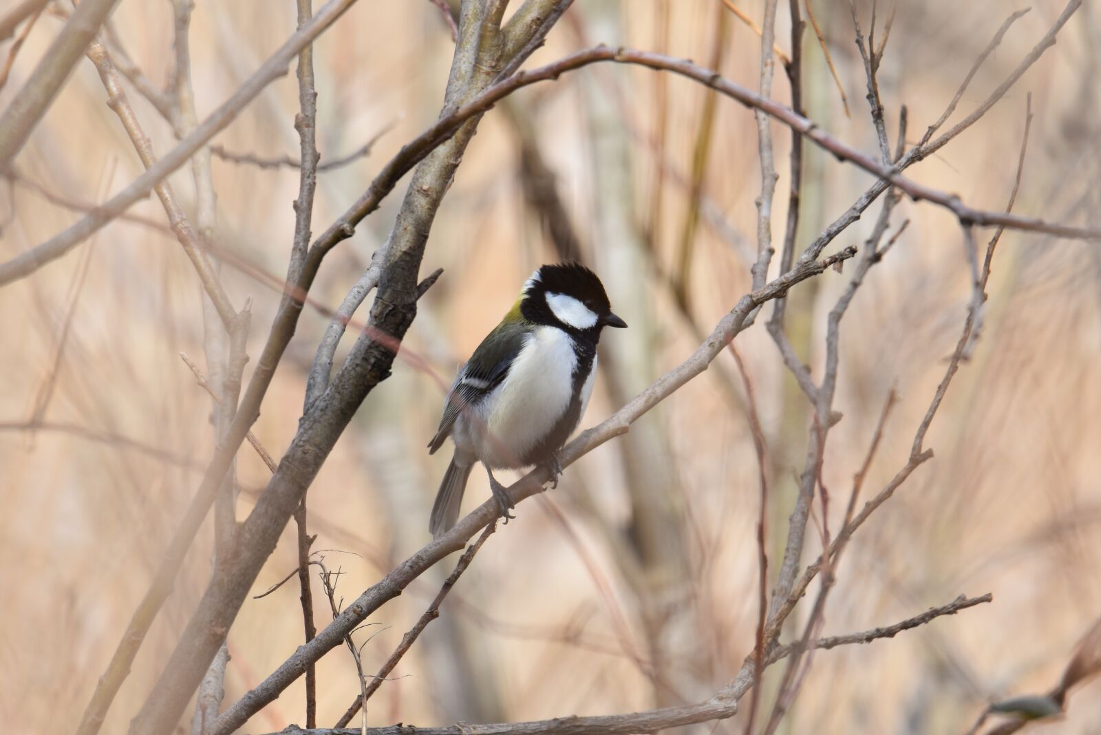 Nikon D7200 sample photo. Animal, forest, wood photography