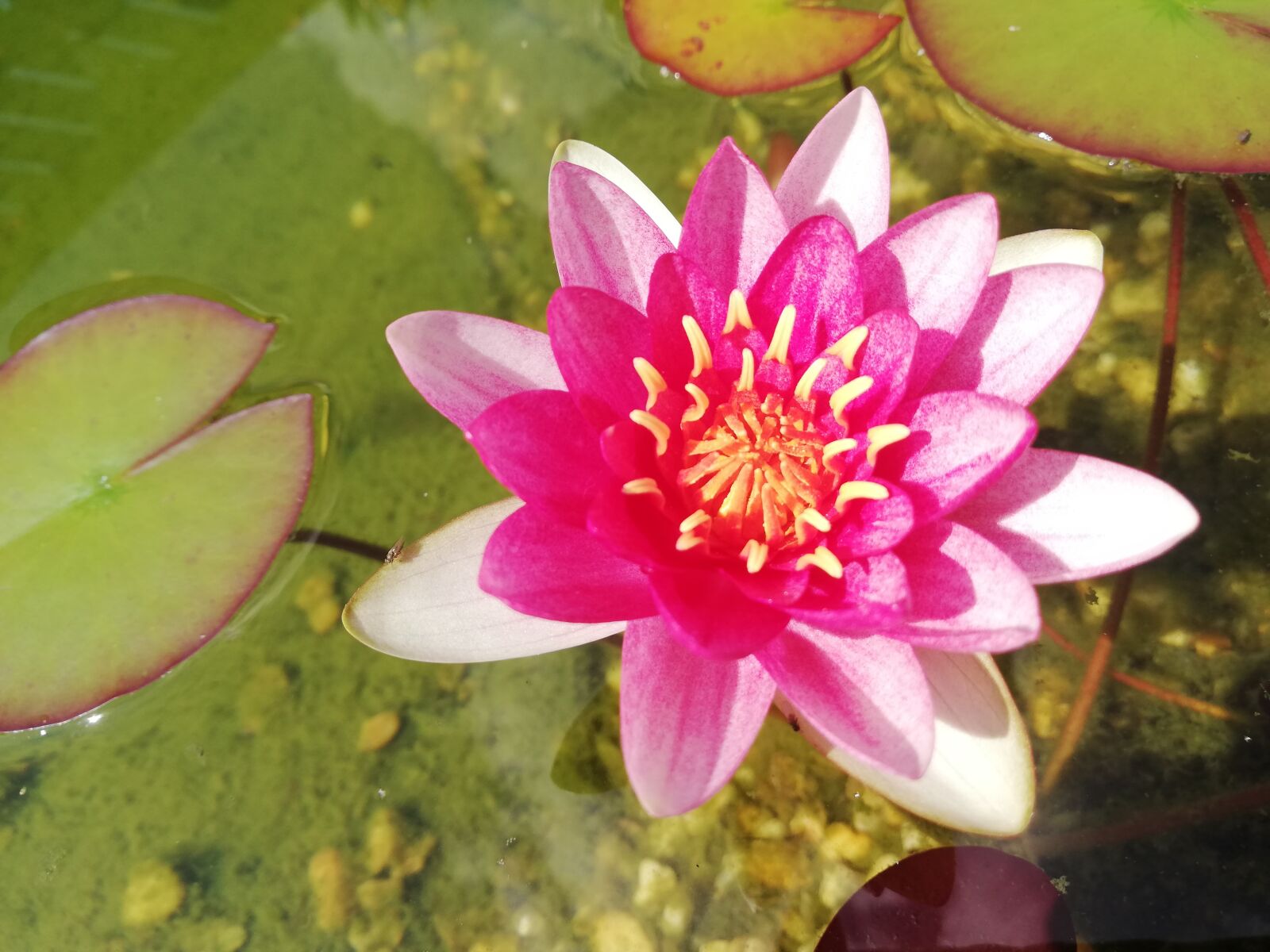 HUAWEI P20 lite sample photo. Nuphar lutea, water lily photography