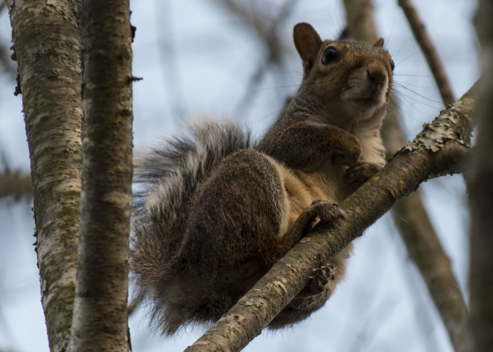 Nikon D5600 sample photo. Squirrel, tree, animal photography