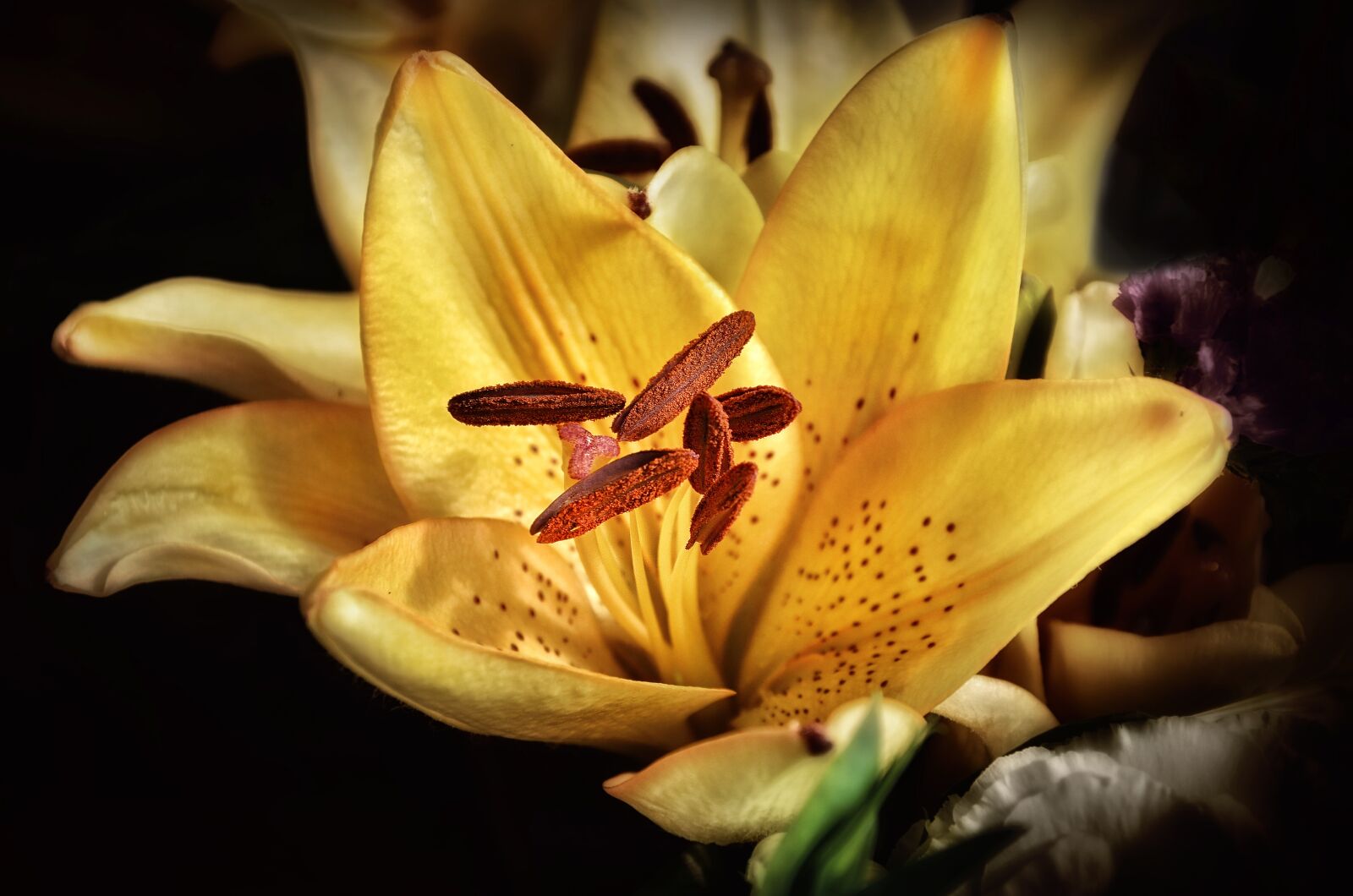 Nikon D7000 sample photo. Flower, plant, nature photography