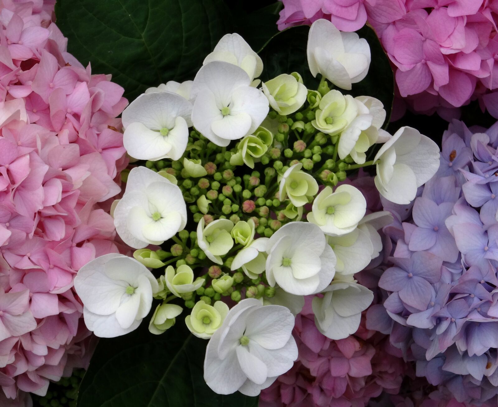 Sony Cyber-shot DSC-HX50V sample photo. Blossom, bloom, hydrangea photography