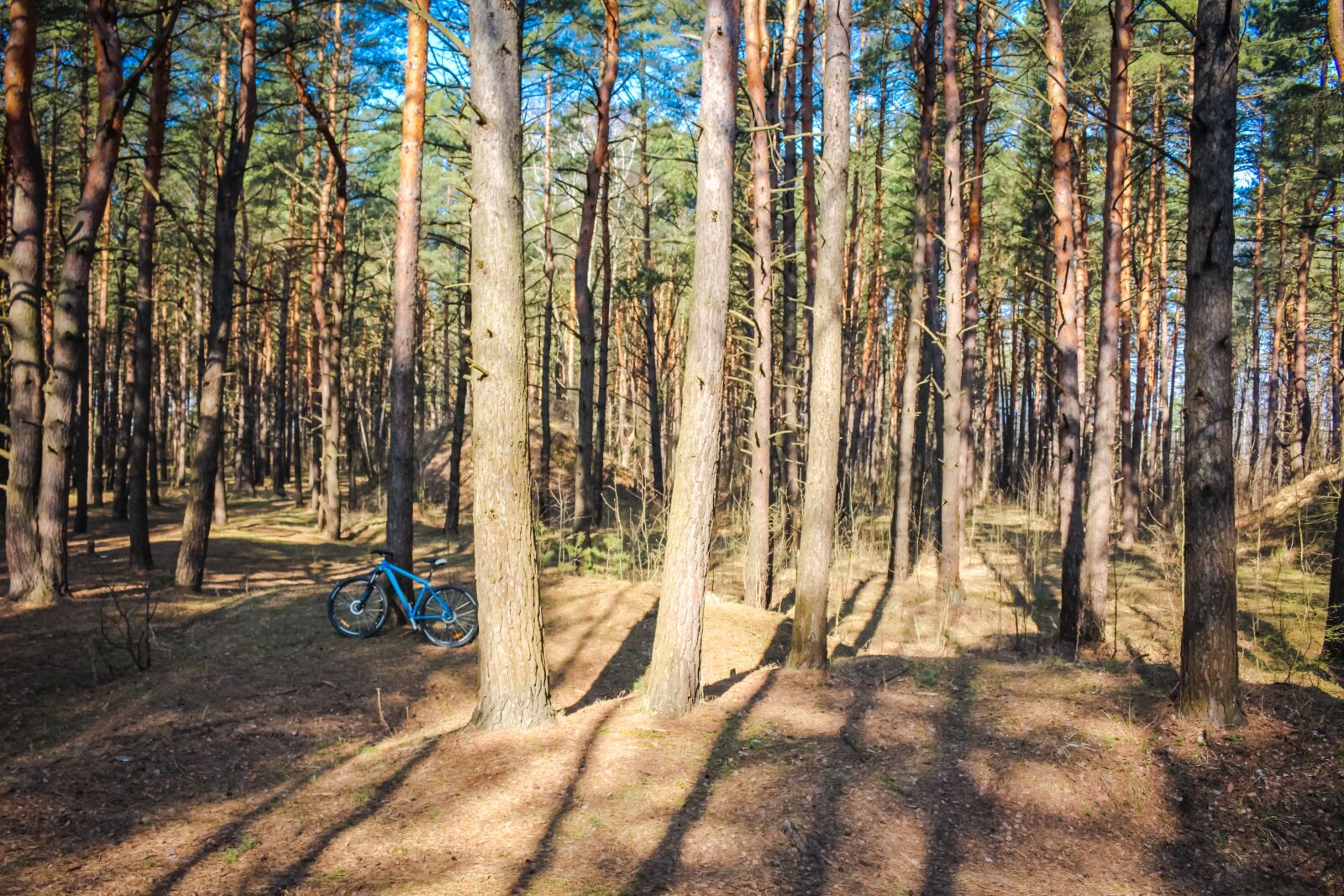 Canon EOS 100D (EOS Rebel SL1 / EOS Kiss X7) sample photo. Pine, forest, coniferous photography