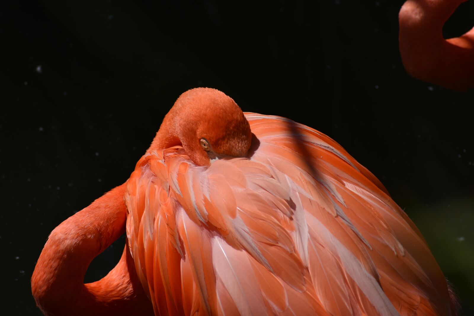 Nikon D3400 sample photo. Animal, zoo, flamingo photography