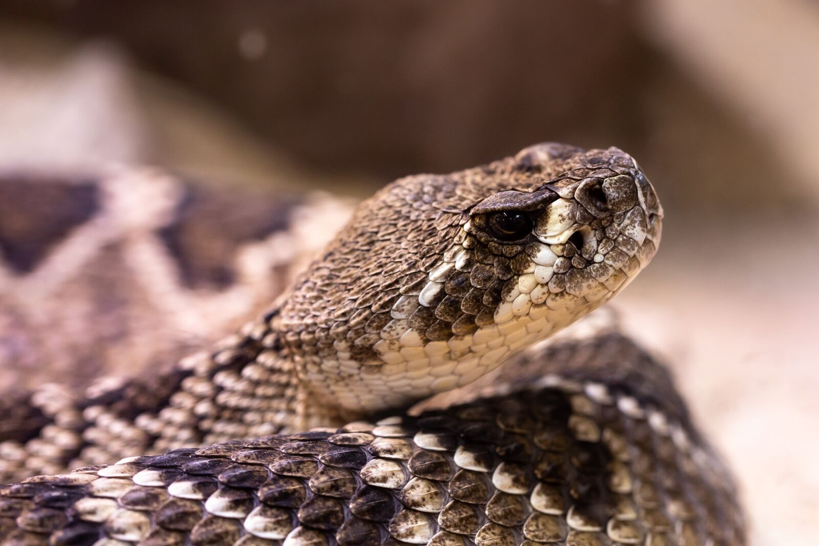 Canon EOS RP sample photo. Rattlesnake, snake, venomous snake photography