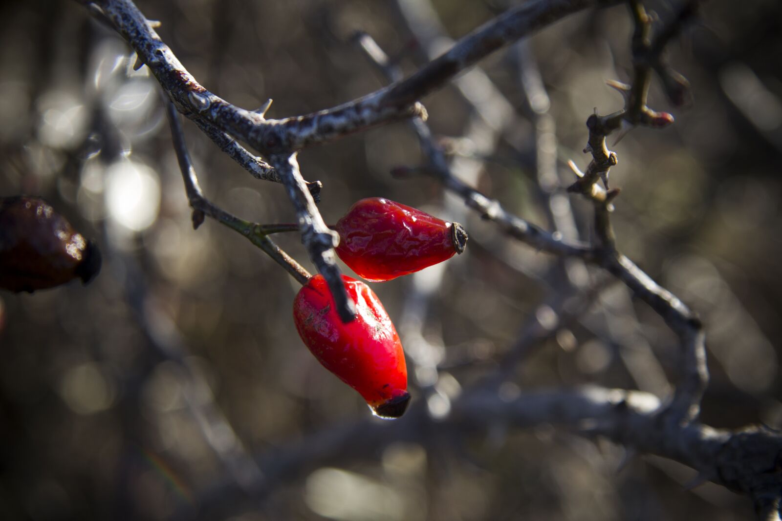 Canon EF-S 17-85mm F4-5.6 IS USM sample photo. Berry, ripe, red photography
