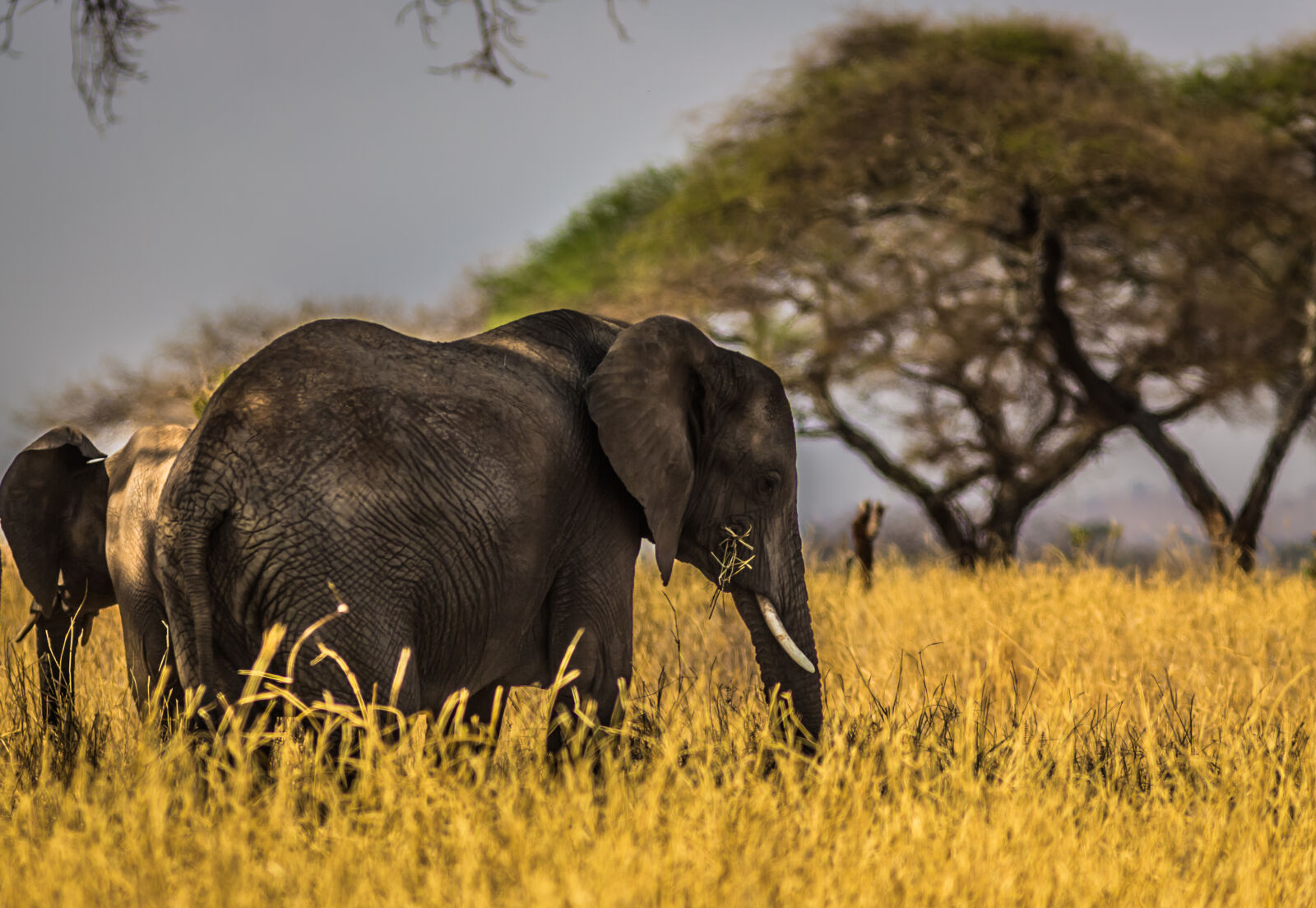 Canon EOS 5D Mark III sample photo. Black, elephant, on, grass photography