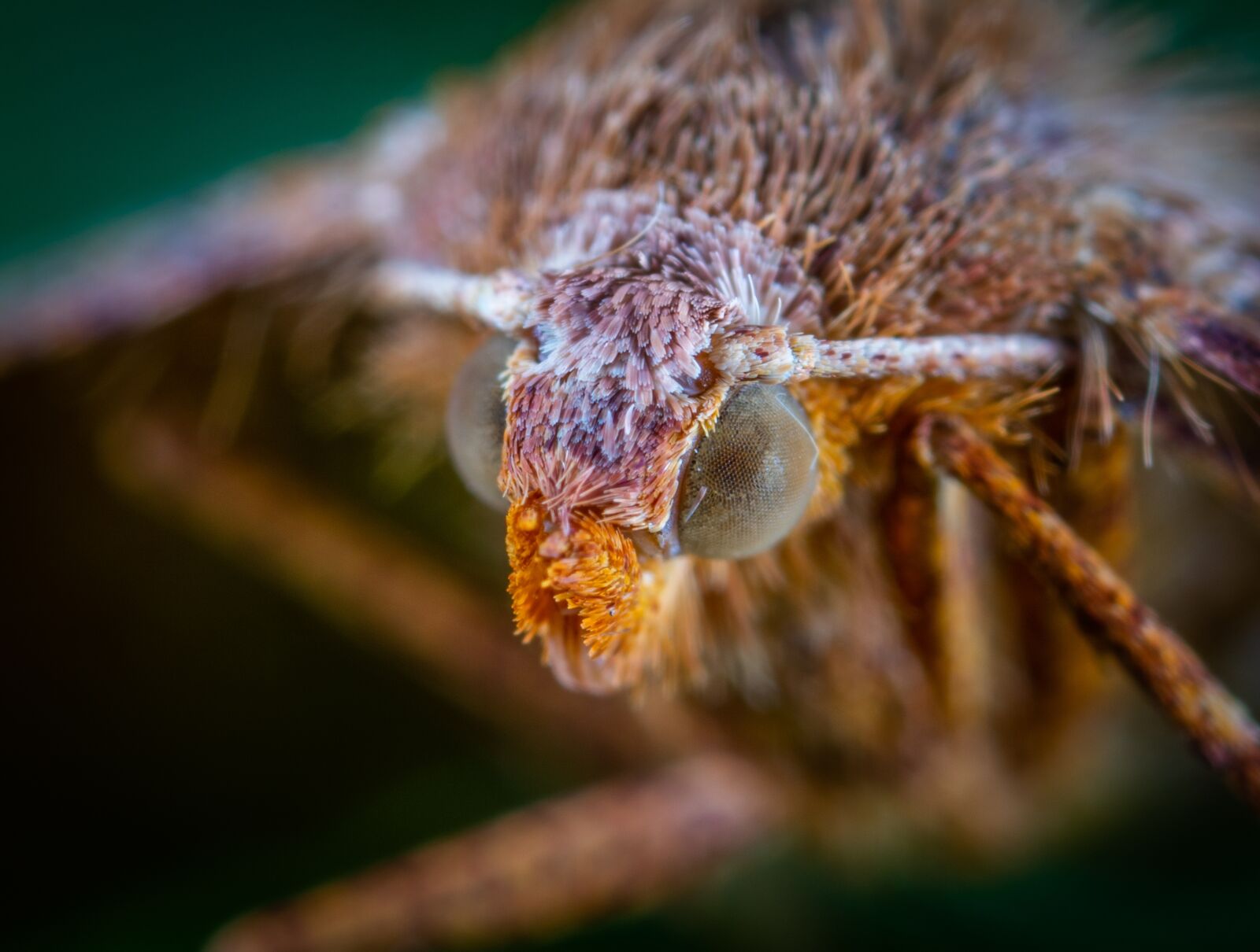 Sony a7R II sample photo. Portrait, butterfly, insect photography