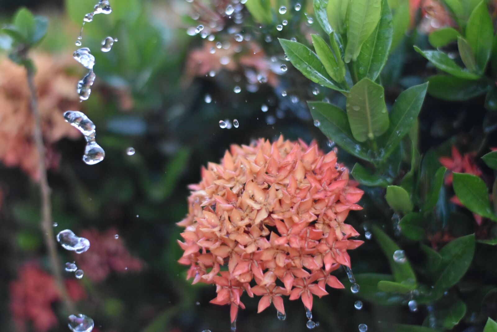 Nikon D5500 sample photo. Flower, red, water photography
