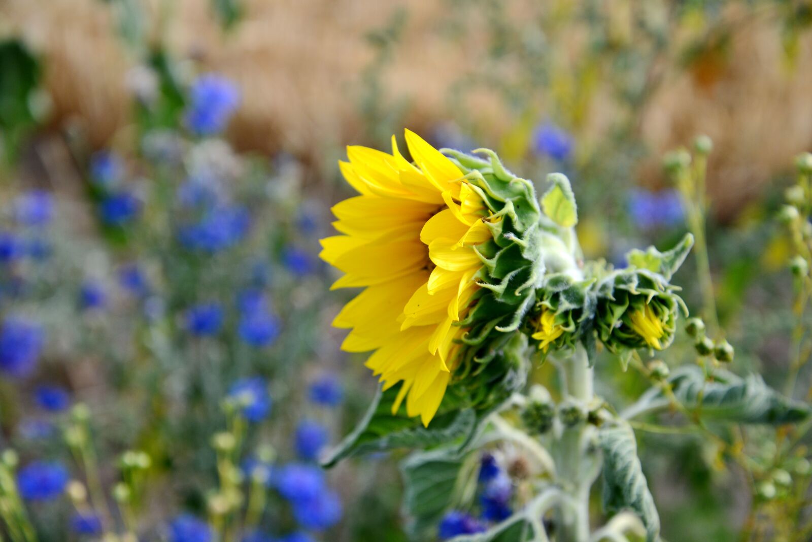 Nikon D600 sample photo. Sunflower, yellow, plant photography