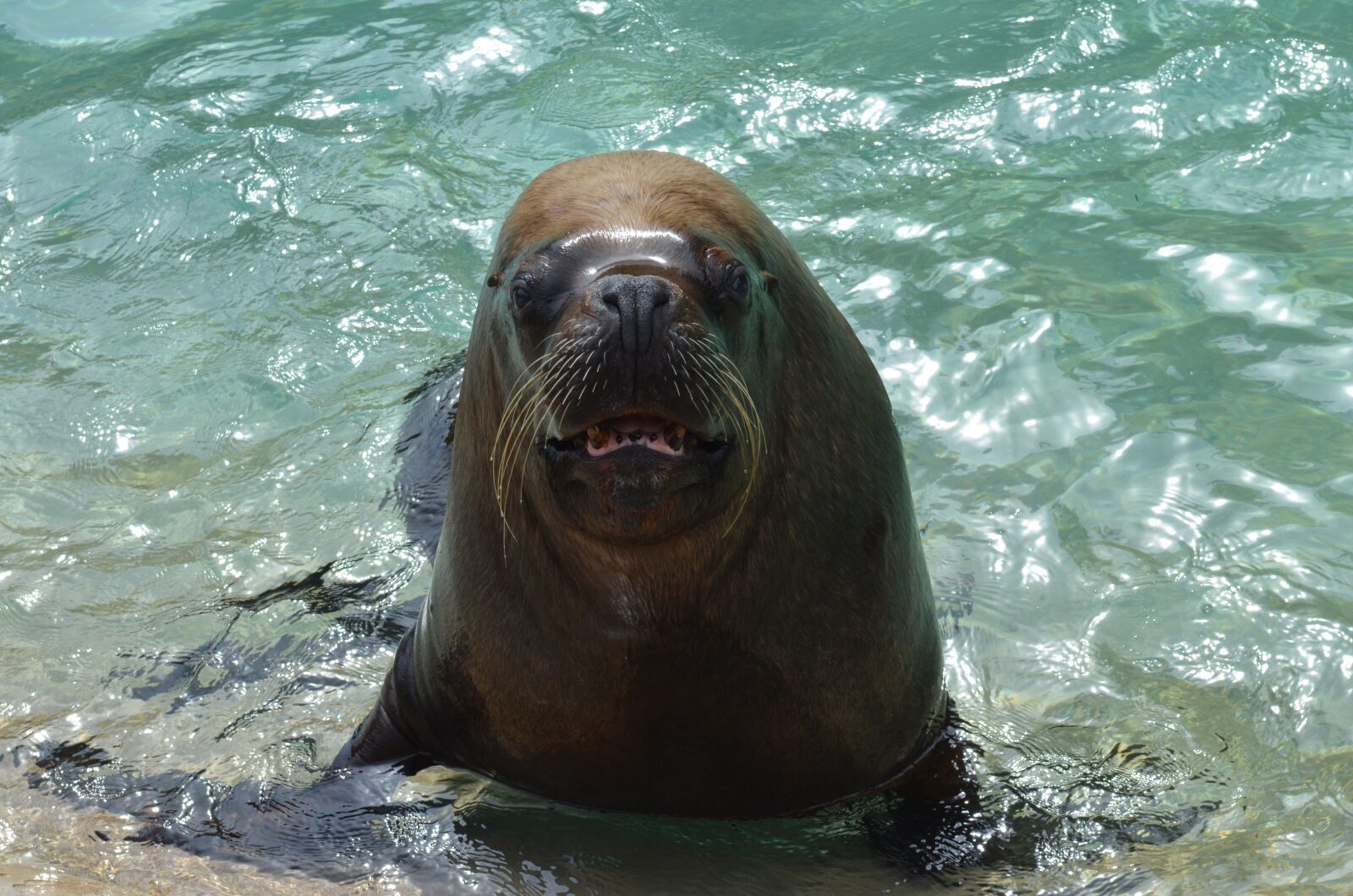 Nikon D7000 sample photo. Sea lion, walrus, marine photography
