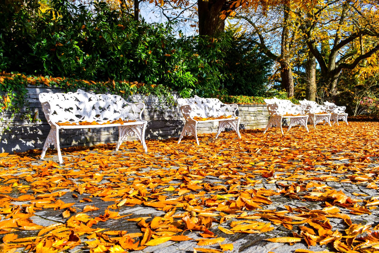 Nikon D5600 sample photo. Autumn, bank, beauty photography