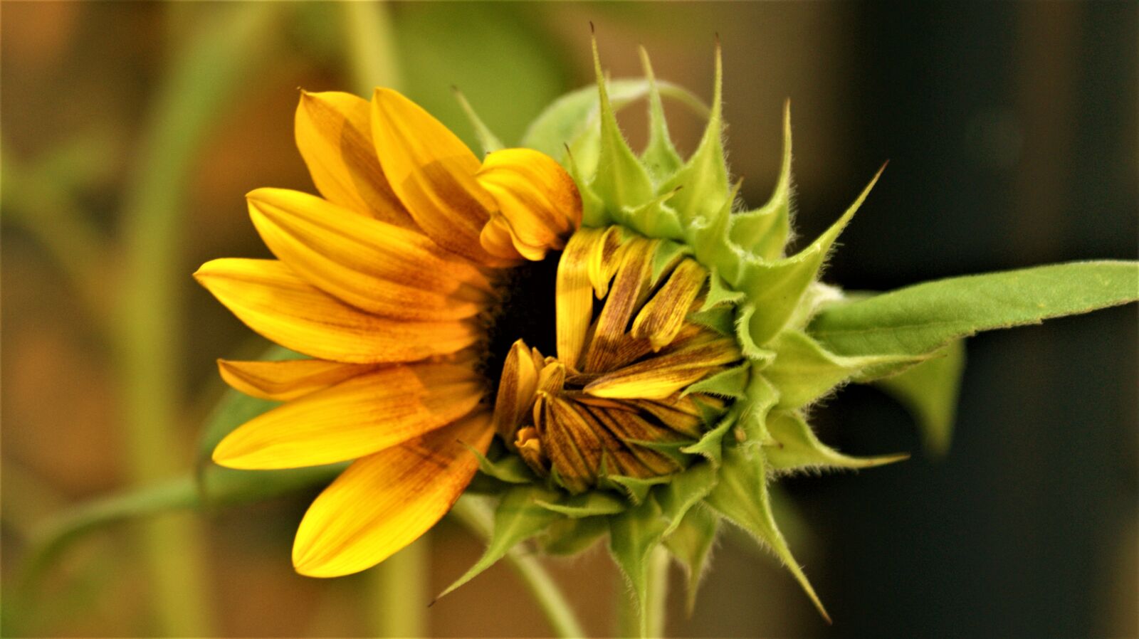 Sony Alpha DSLR-A350 sample photo. Sunflower, open, vegetable photography