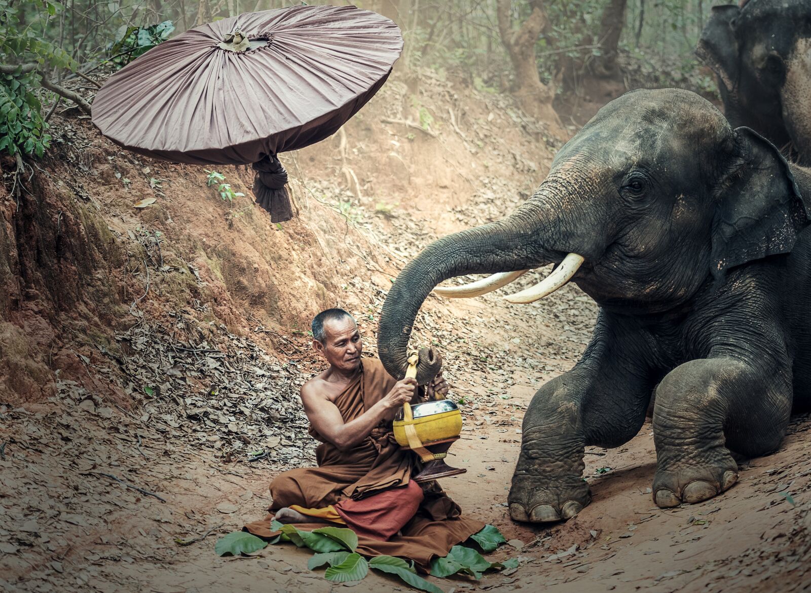 Nikon D810 sample photo. Elephant, animals, asia photography