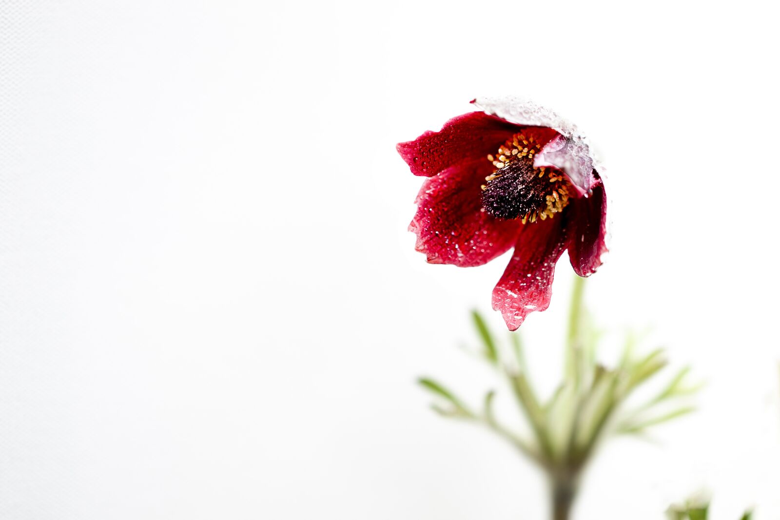Canon EOS 7D Mark II sample photo. Do mi flower, flowers photography
