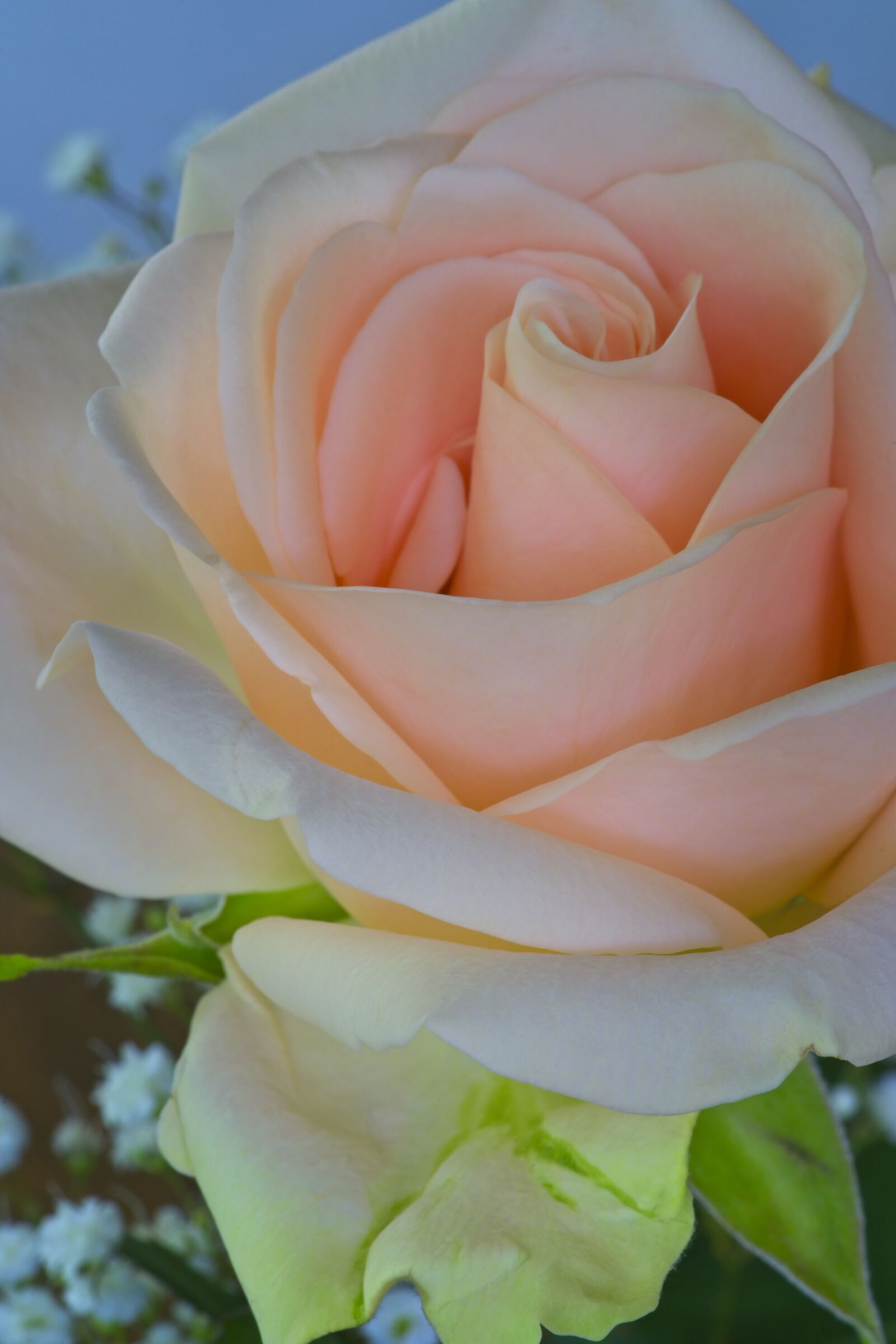 Sony FE 90mm F2.8 Macro G OSS sample photo. Rose, pink, pale photography