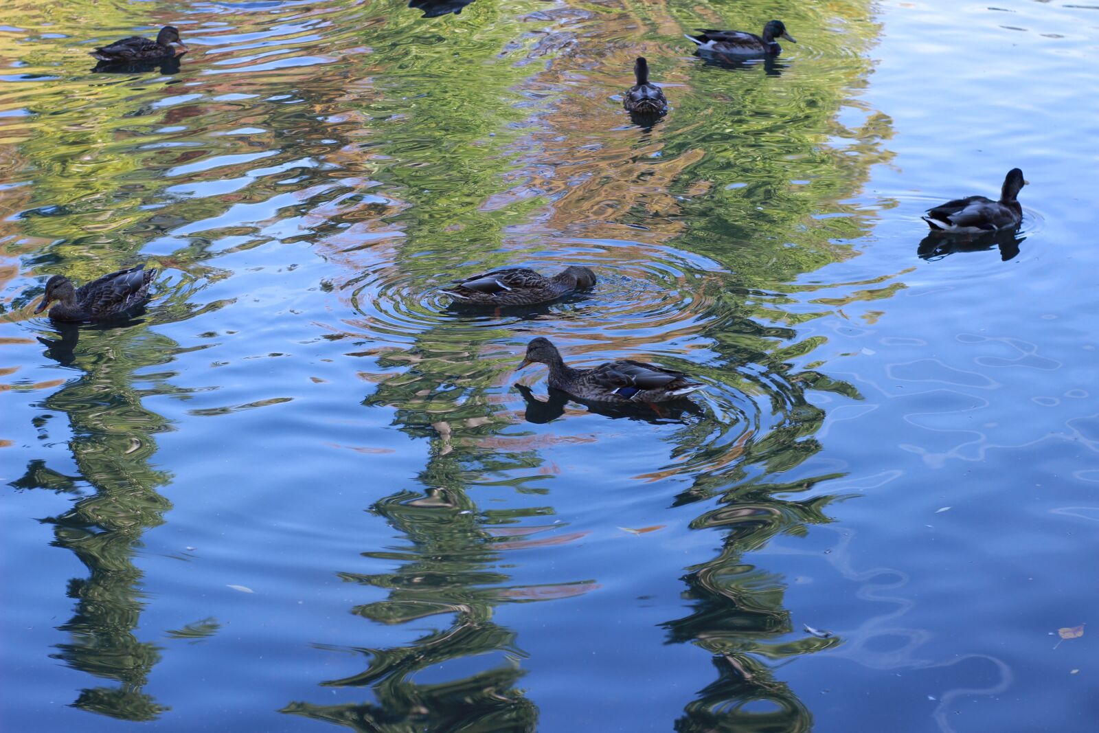 Canon EOS 600D (Rebel EOS T3i / EOS Kiss X5) sample photo. Duck, pond, park photography