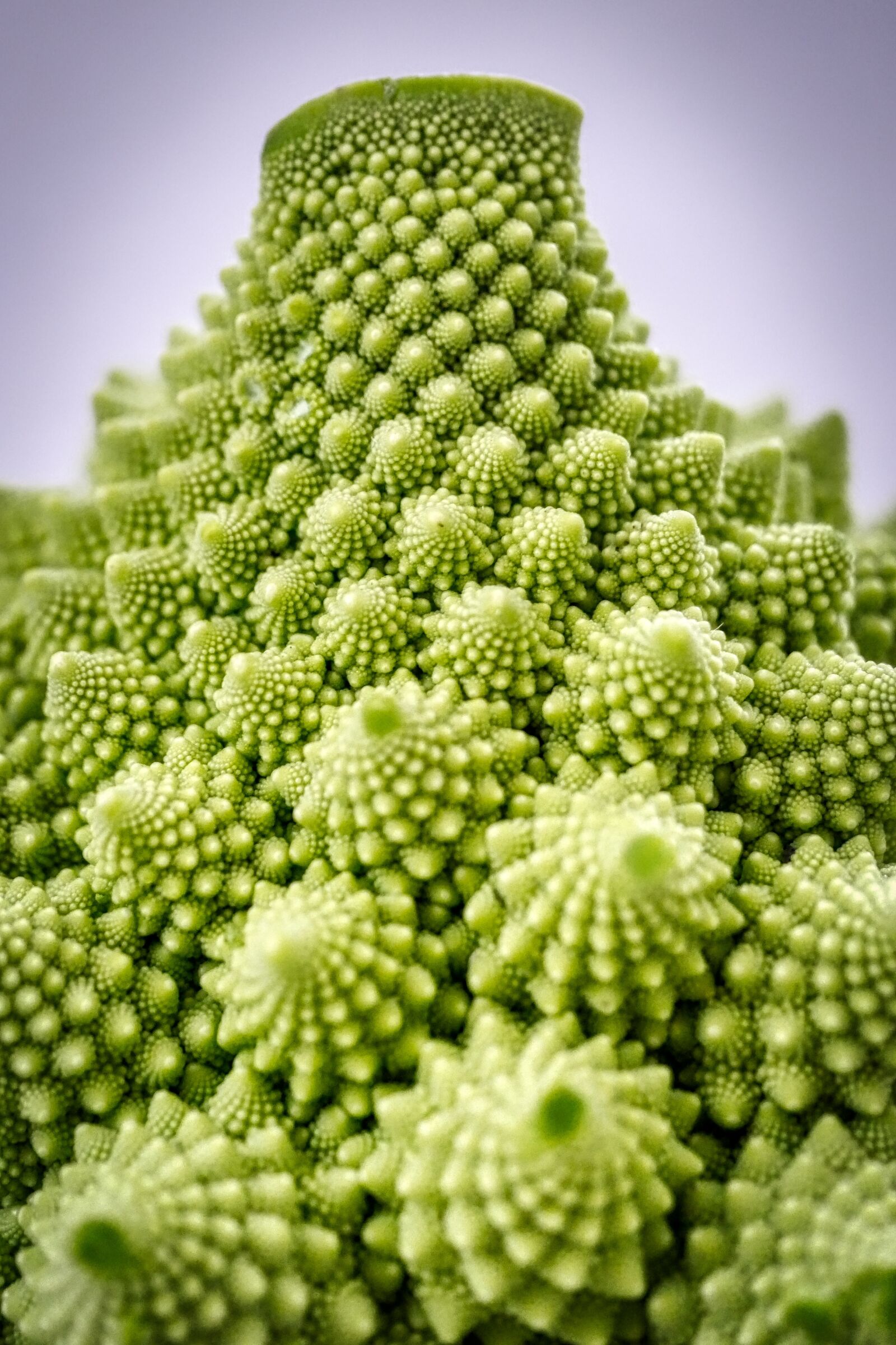 Panasonic Lumix DMC-GX8 sample photo. Romanesco, cauliflower, vegetables photography
