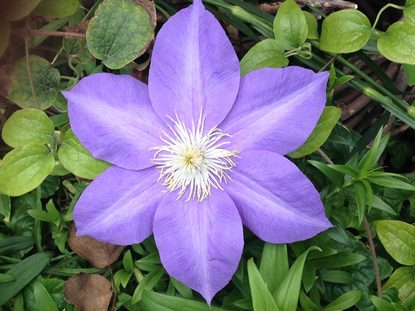 iPhone 5c back camera 4.12mm f/2.4 sample photo. Purple flower, blossom, flower photography