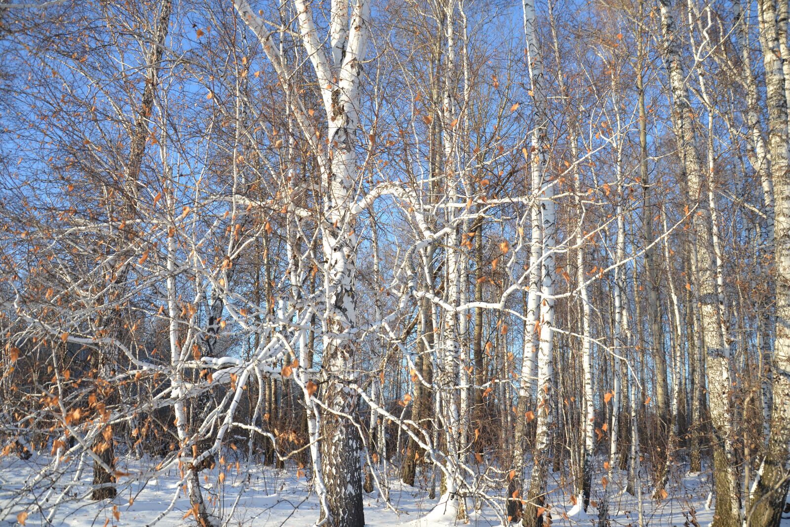 Nikon D3100 sample photo. Birch, forest, nature photography