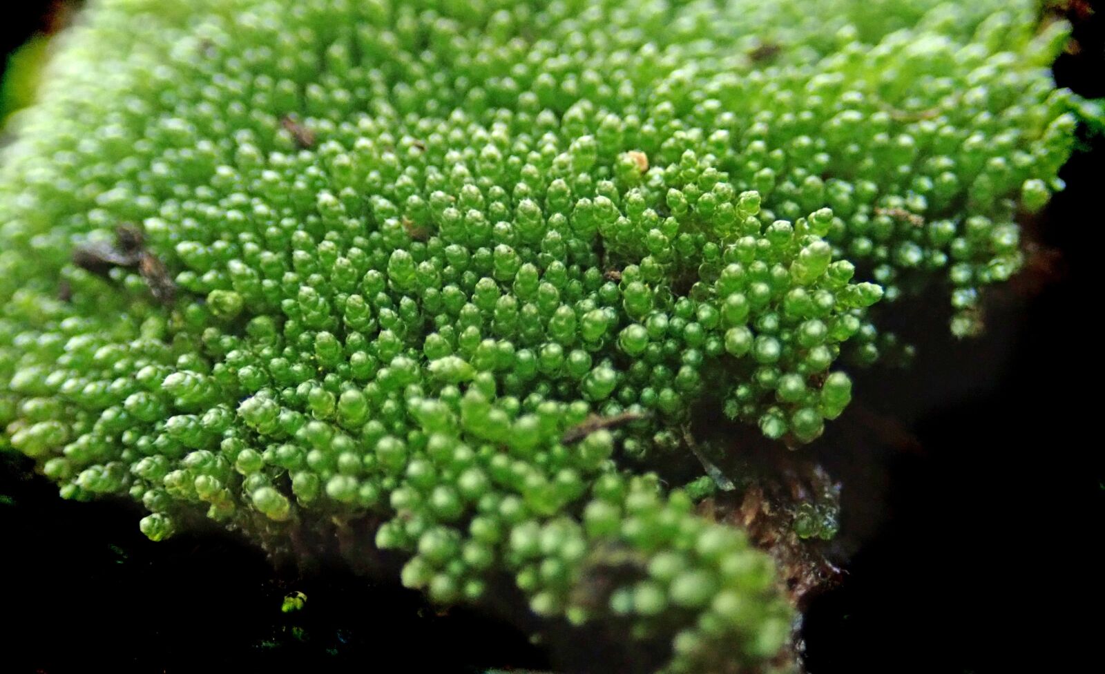Olympus TG-5 sample photo. Moss, macro, green photography