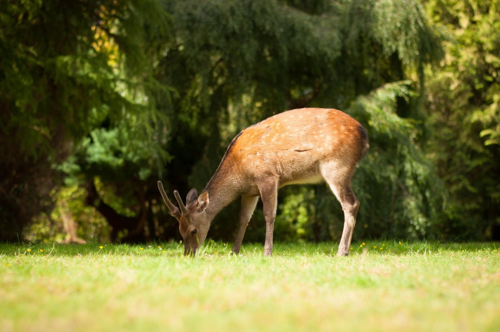Nikon D5000 sample photo. Ireland, roe deer, nature photography