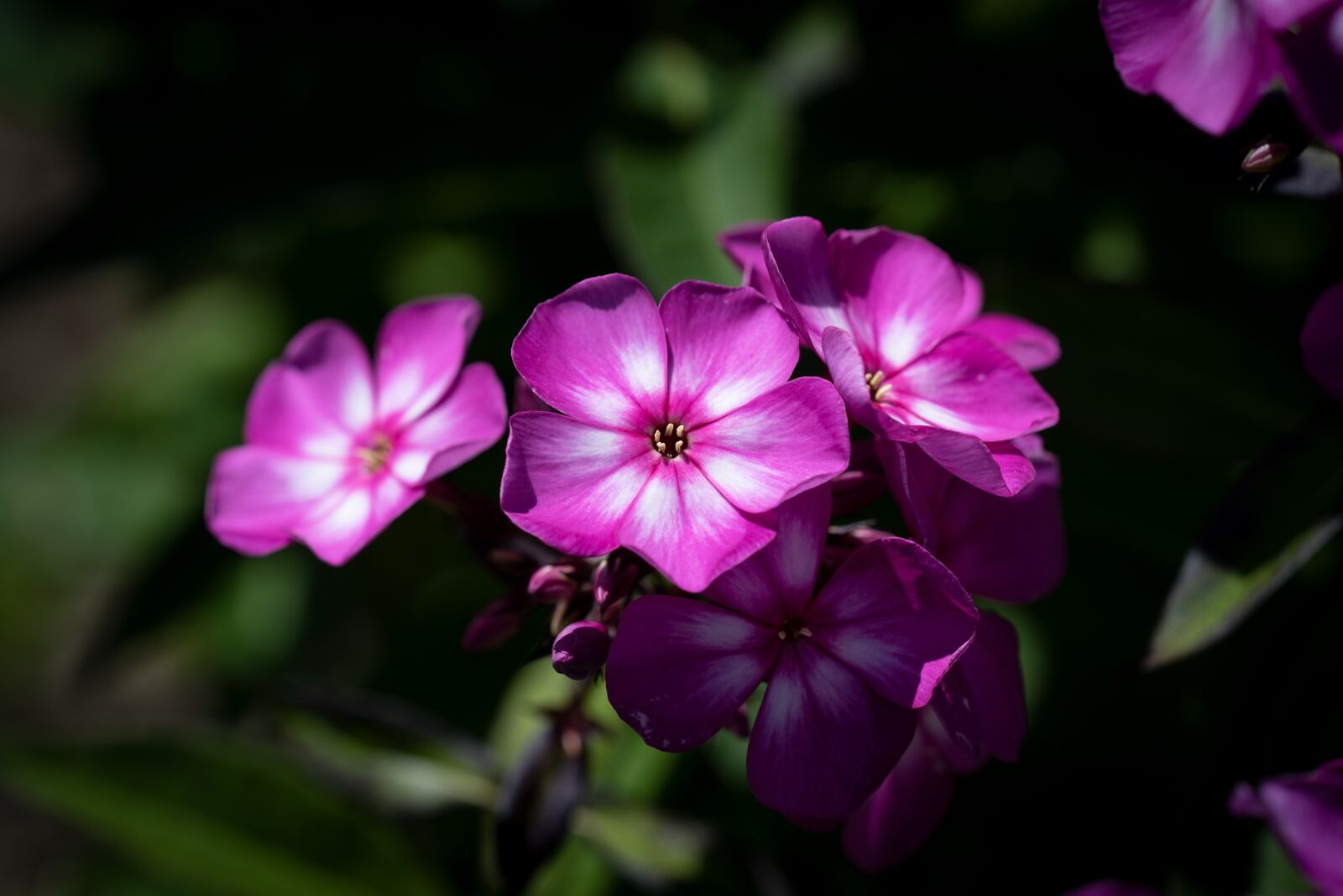 Nikon D750 sample photo. Flower, blossom, bloom photography
