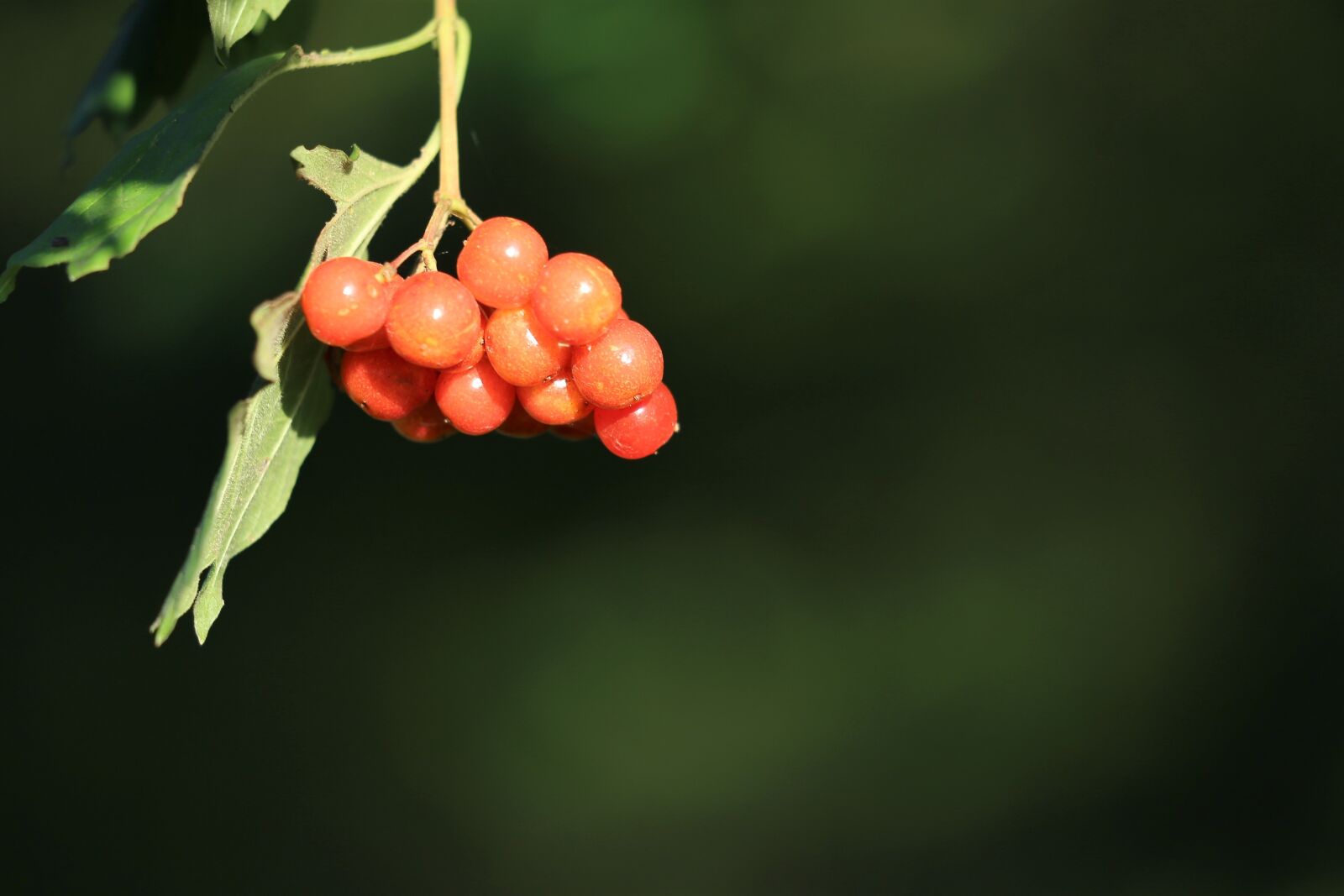 Canon EF 70-300 F4-5.6 IS II USM sample photo. Guelder rose, viburnum opulus photography