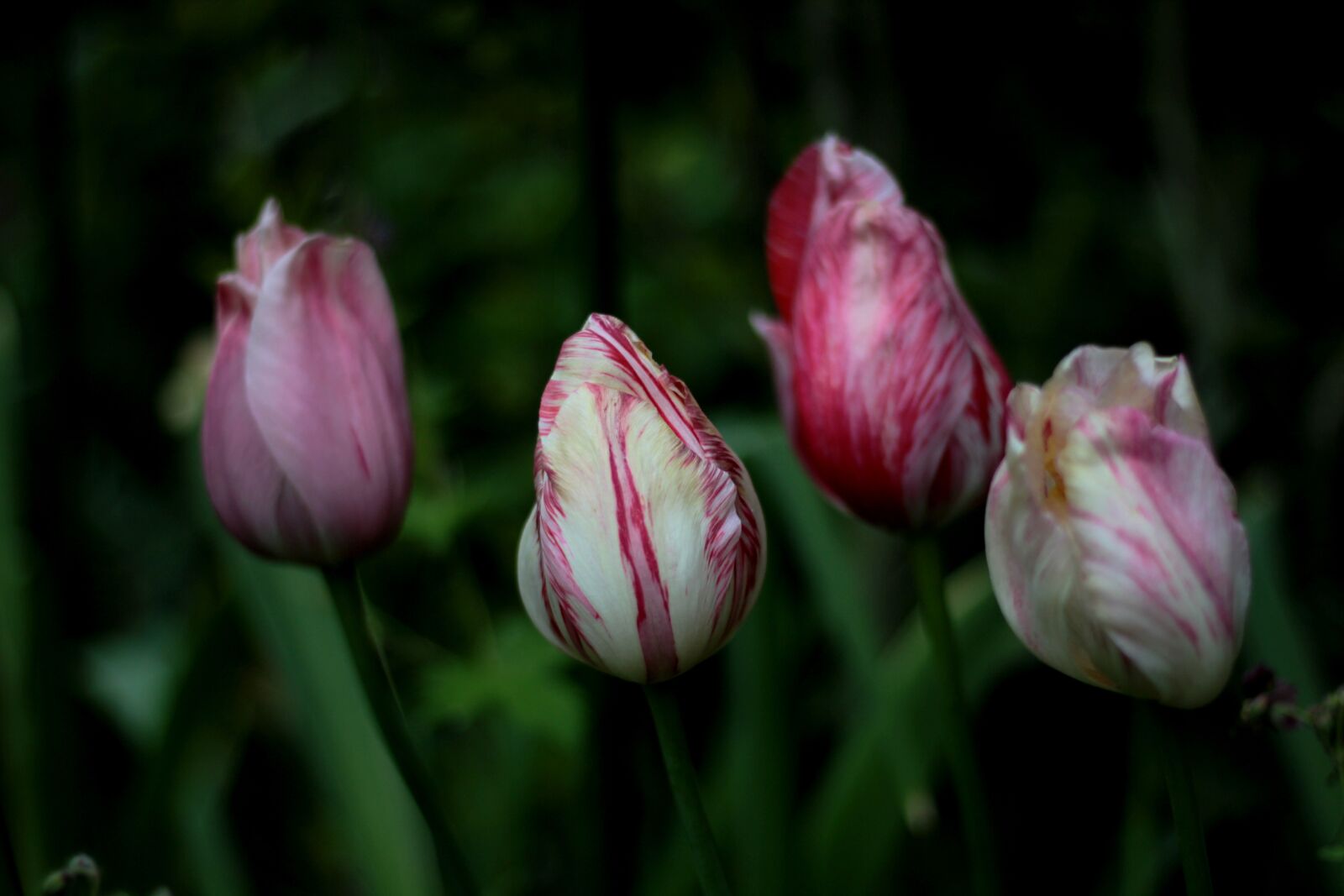 Canon EOS 600D (Rebel EOS T3i / EOS Kiss X5) + Canon EF 50mm F1.8 STM sample photo. Tulips, flamed, bloom photography