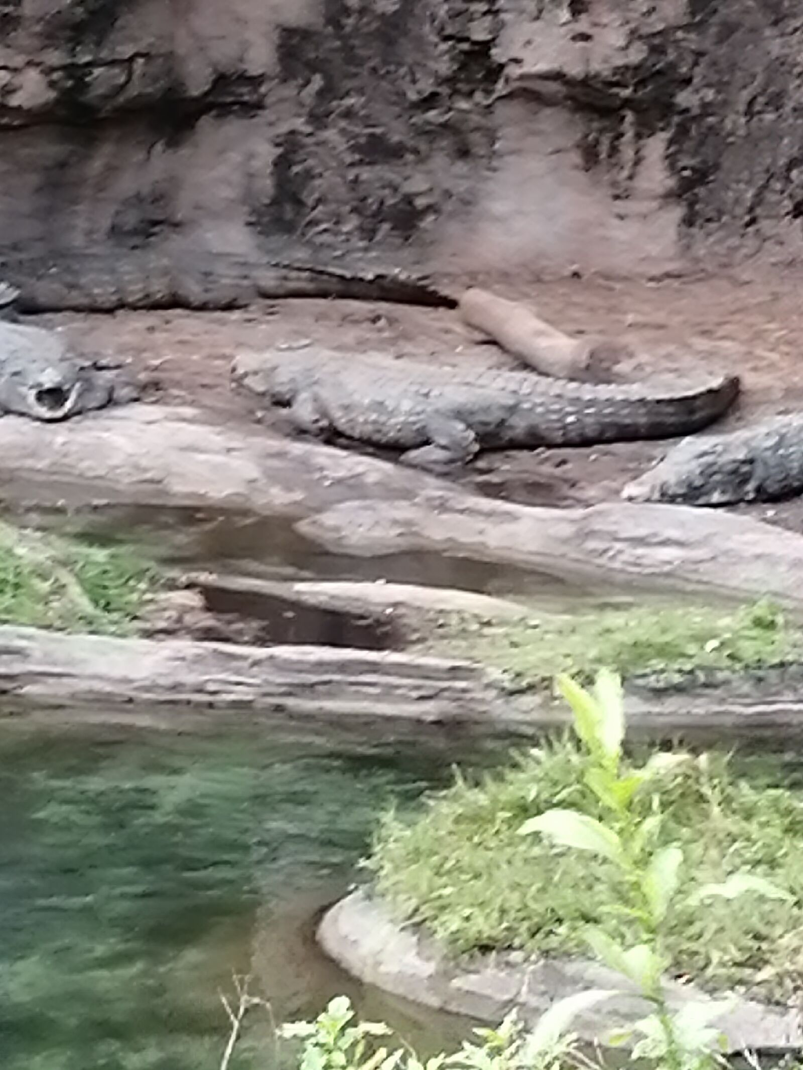 HUAWEI POT-LX1T sample photo. Crocodile, river, danger photography