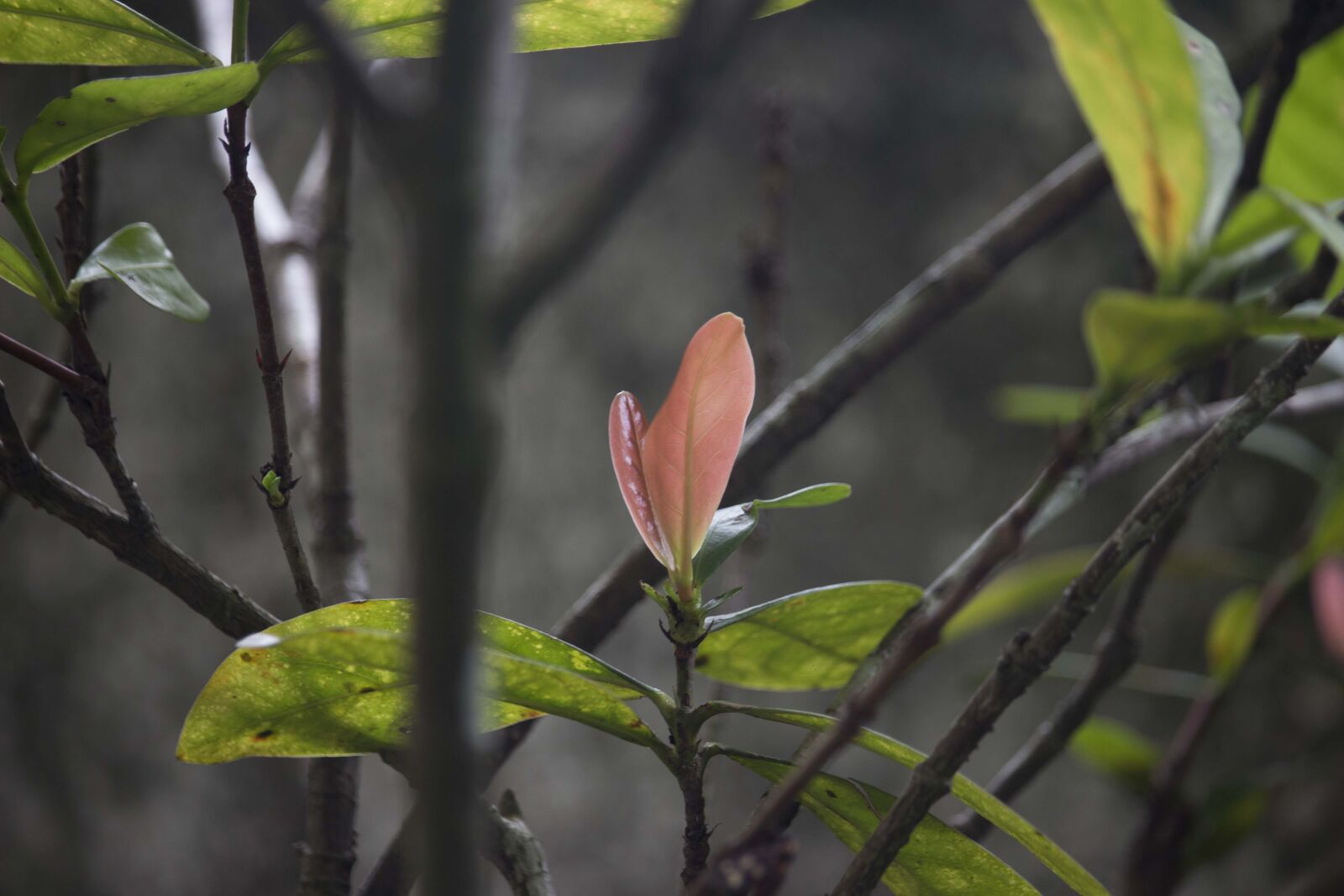 Canon EF-S 55-250mm F4-5.6 IS STM sample photo. Leaves photography
