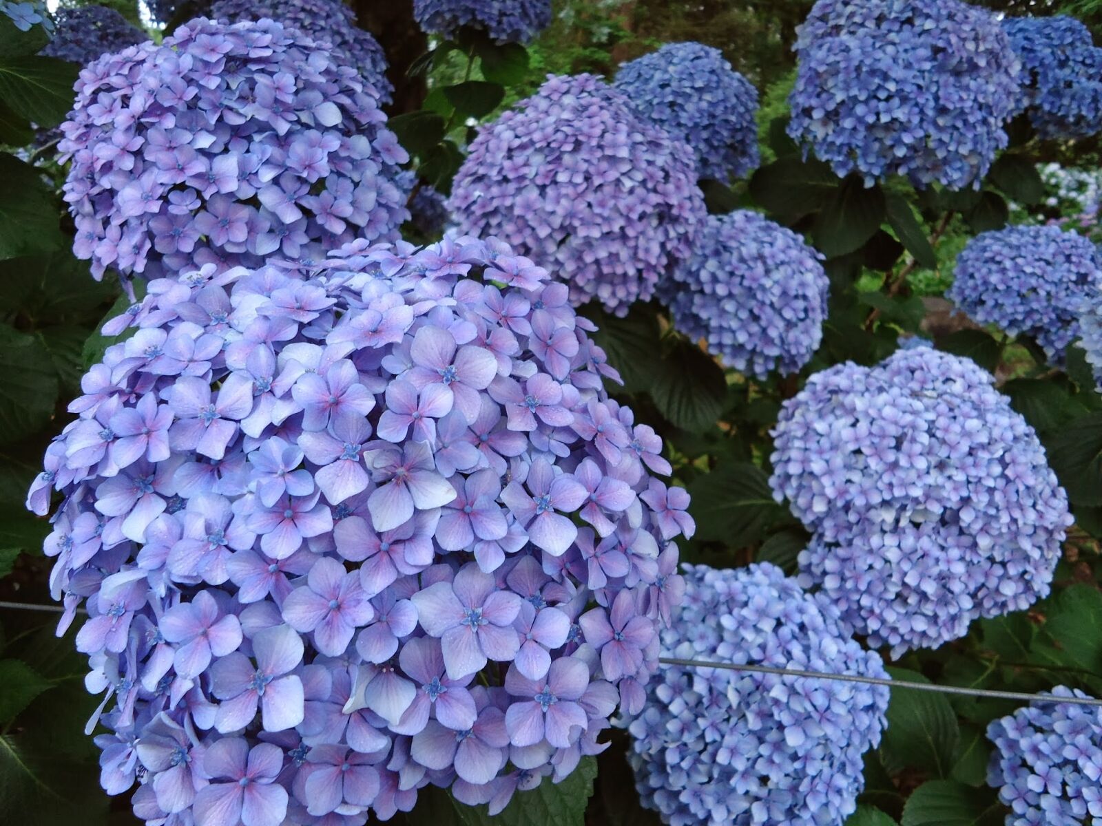 Sony Cyber-shot DSC-W610 sample photo. Flowers, blue flowers, hydrangeas photography