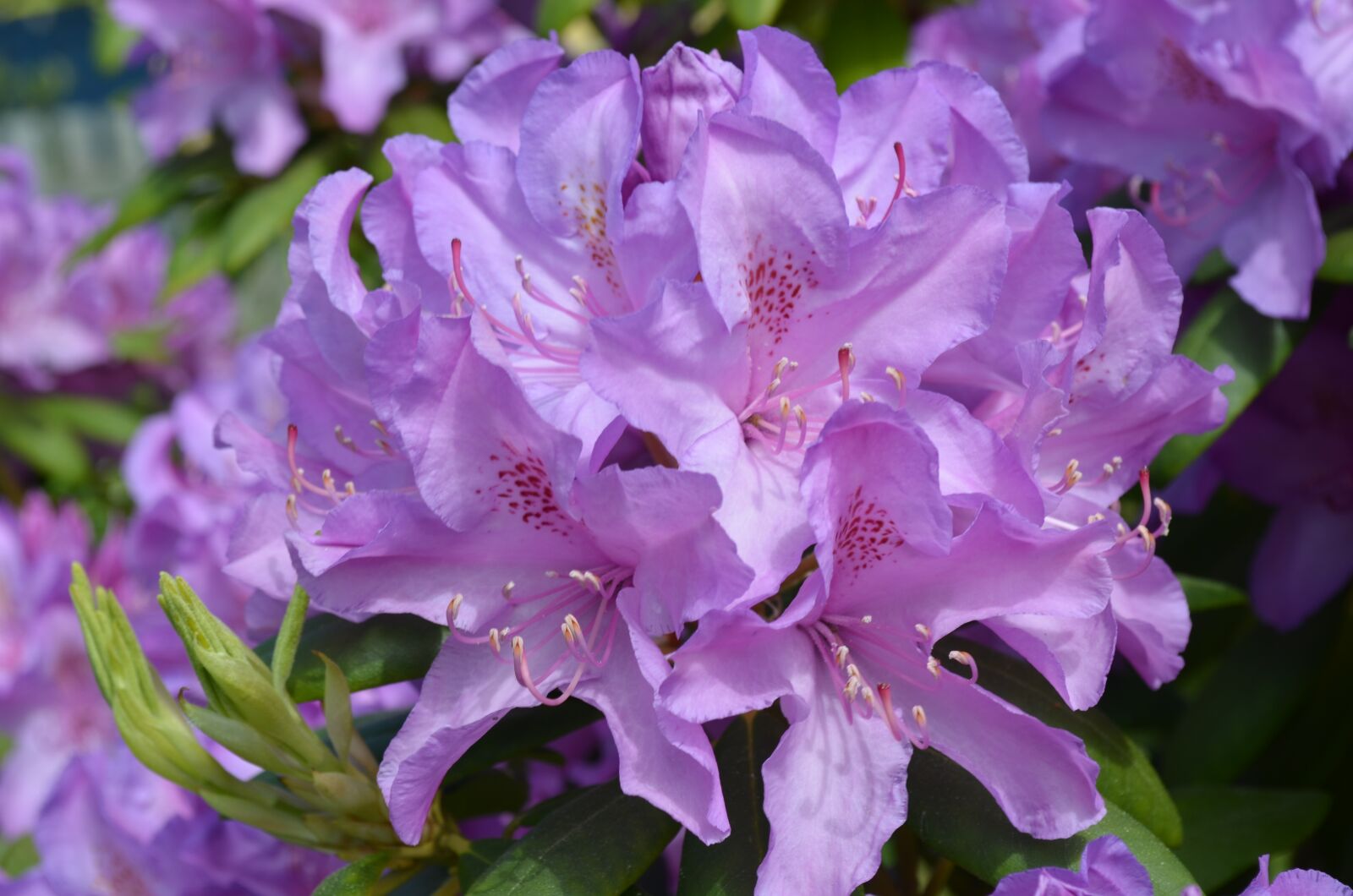 Nikon D5100 sample photo. Flower, pink, pink flowers photography