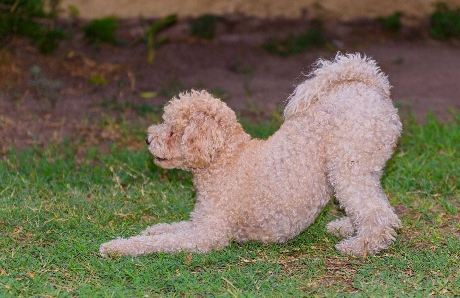Nikon D810 sample photo. Playing, jugetona perrita, friend photography