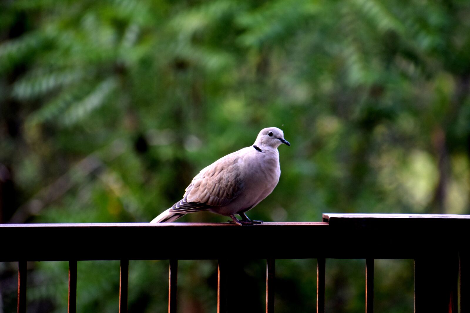 Nikon D3300 sample photo. Bird, feather, nature photography