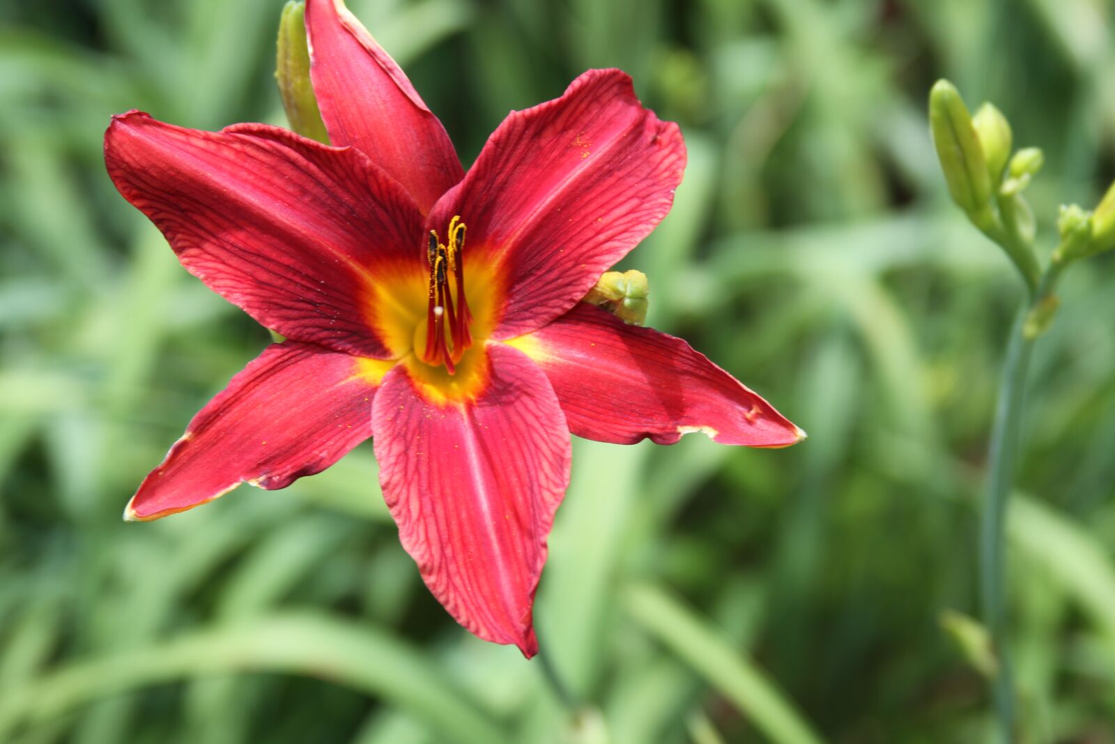 Canon EOS 7D sample photo. Flower, nature, bloom photography