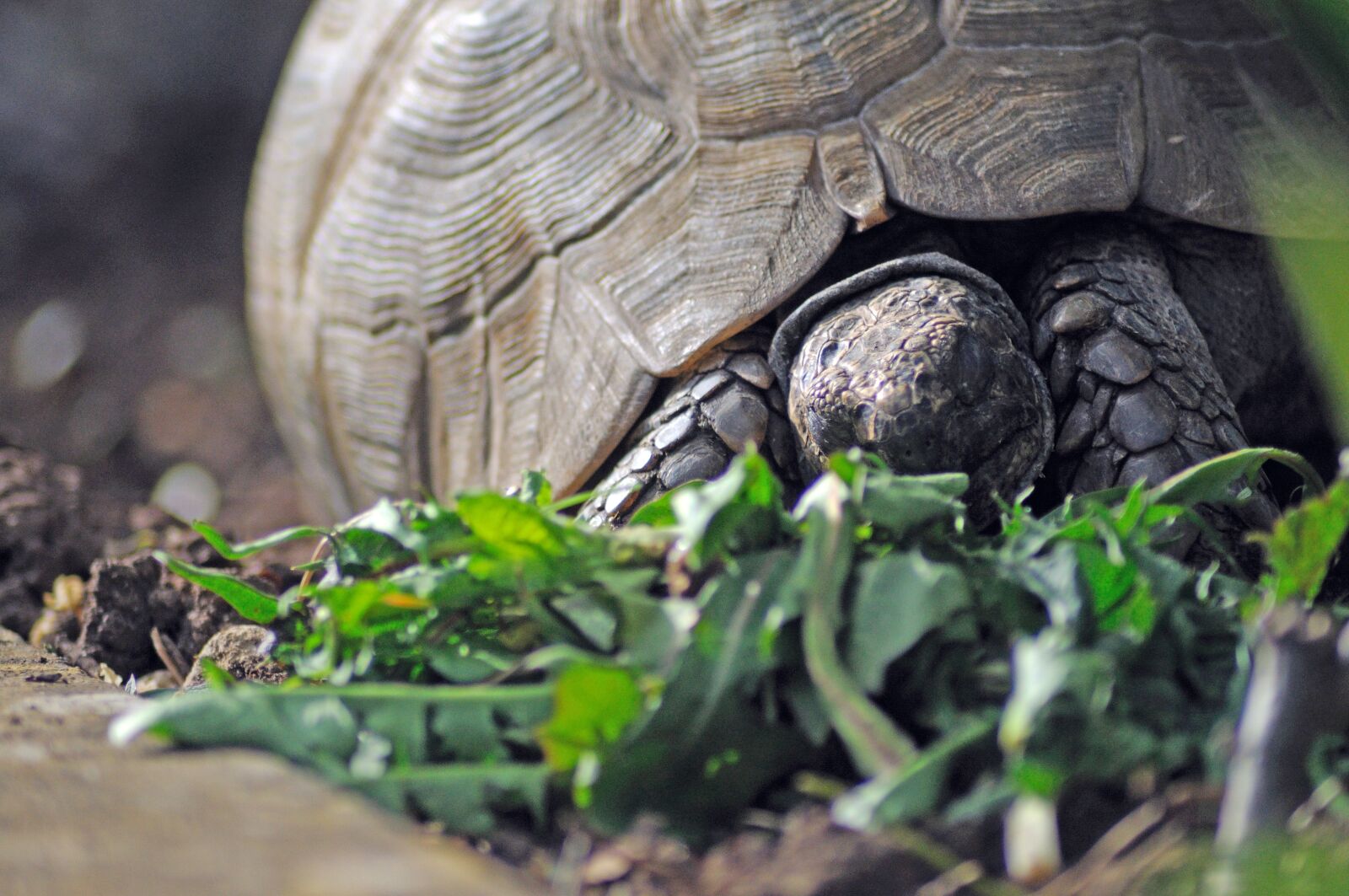 Nikon D5000 sample photo. Tortoise, reptile, animal photography