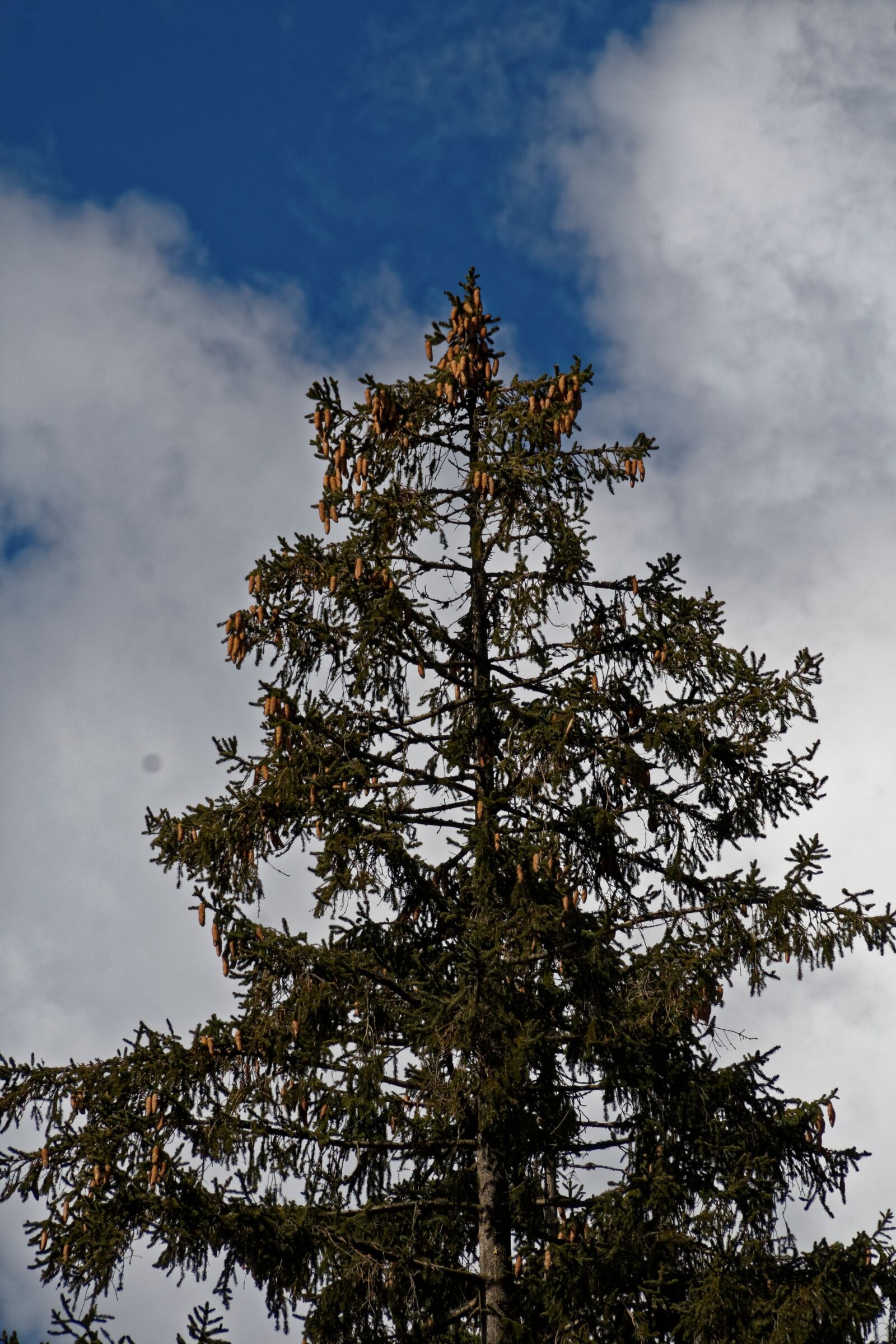 Canon EOS 30D sample photo. Conifer, fir tree, nature photography