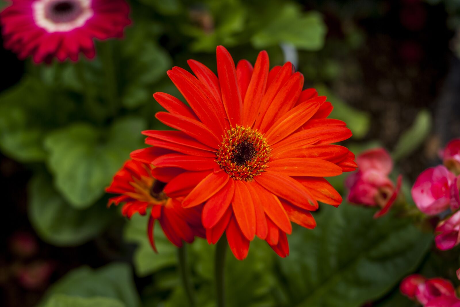Nikon D60 sample photo. Flower, plant, nature photography