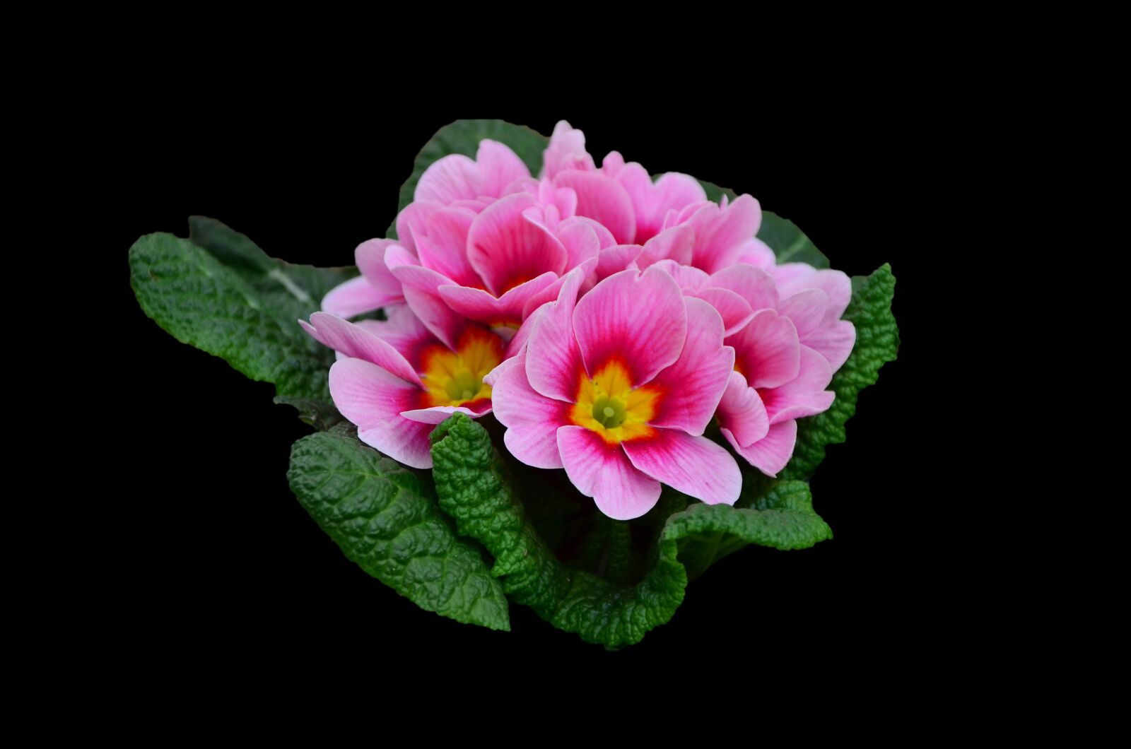 Nikon D5100 sample photo. Primrose, flower, flowers photography