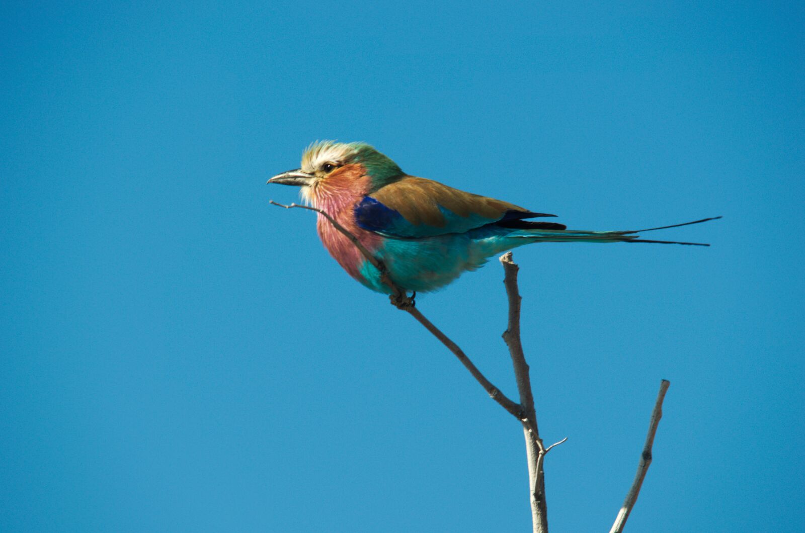 Nikon D5100 sample photo. Forked roller, bird, colorful photography