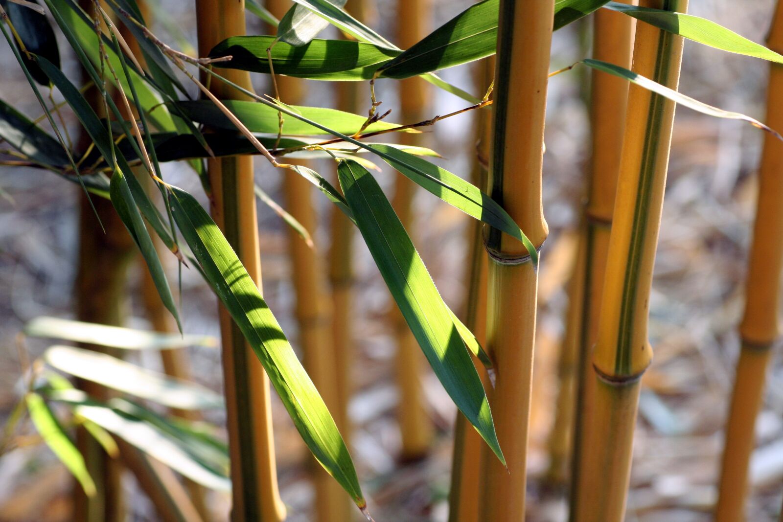 Canon EOS 350D (EOS Digital Rebel XT / EOS Kiss Digital N) sample photo. Bamboo, leaves, nature photography