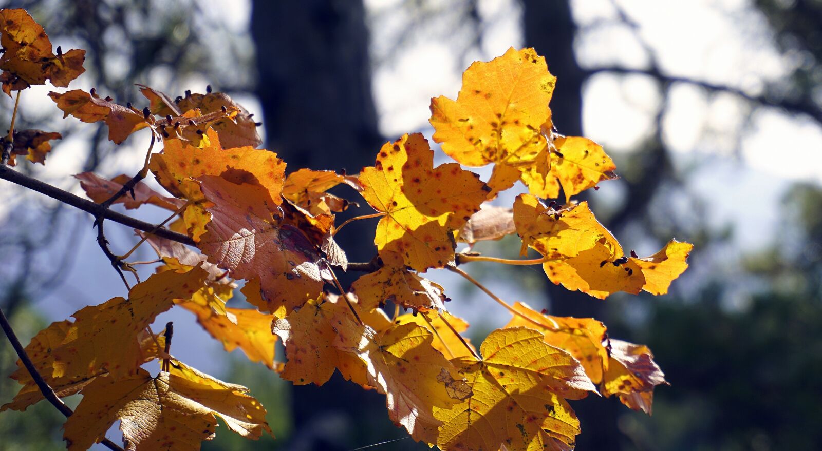 Sony a6000 sample photo. Autumn, leaves, colorful photography