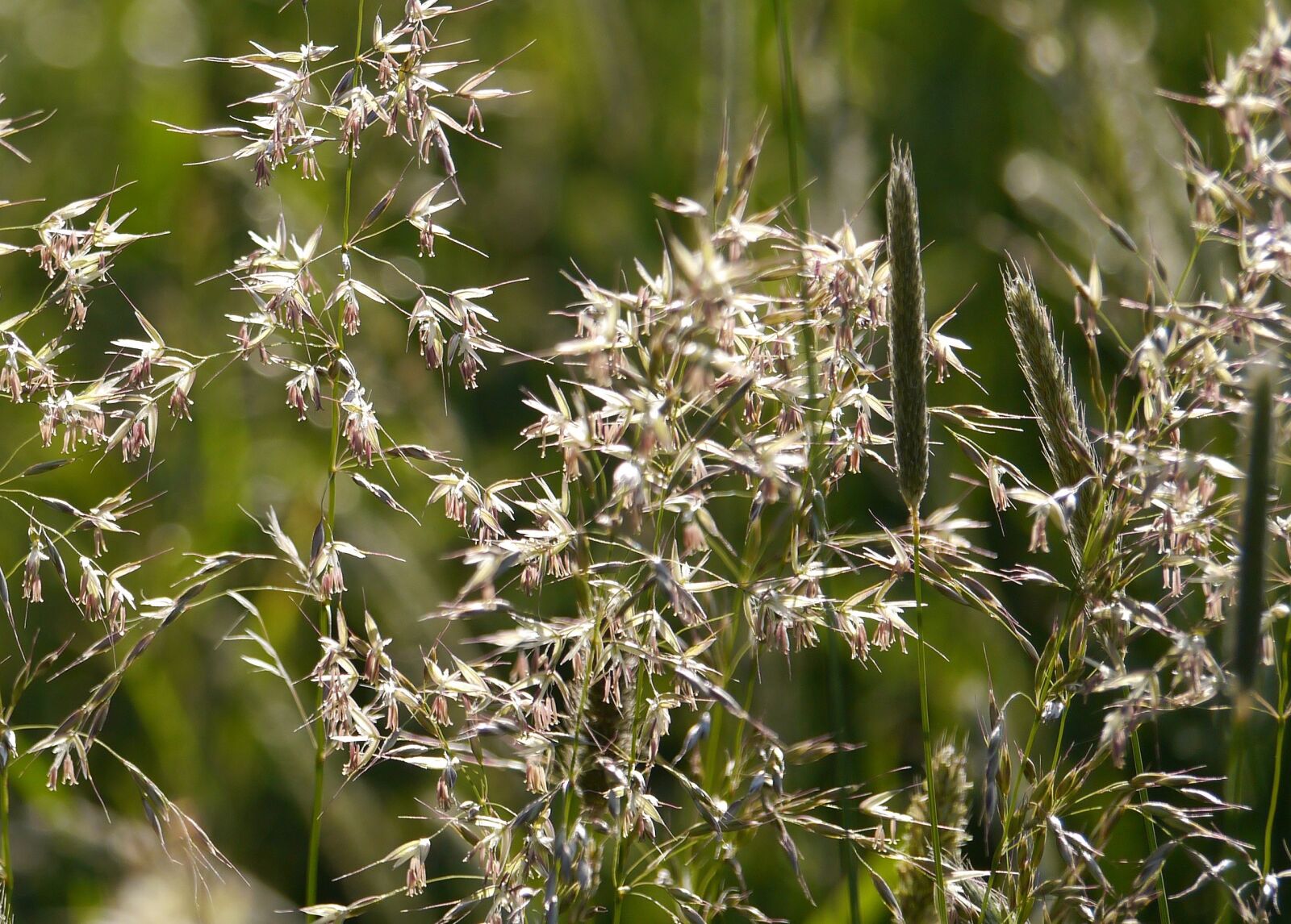 Panasonic Lumix DMC-G3 sample photo. Grass flower, on the photography