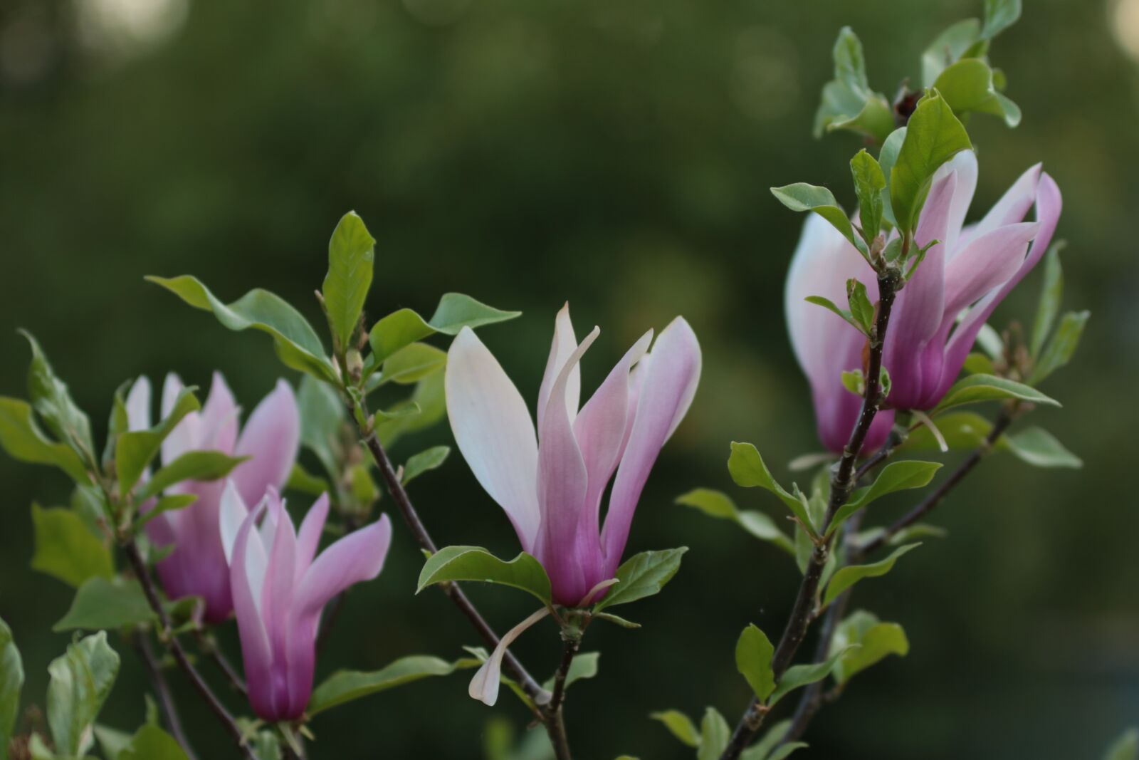 Canon EOS 70D sample photo. Rhododendron, purple, nature photography