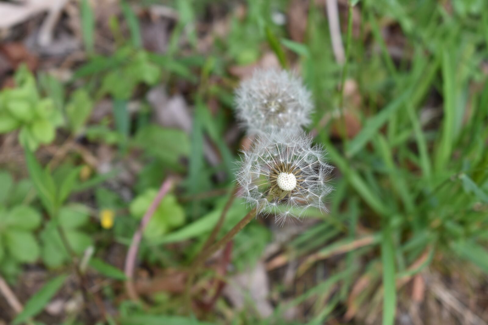 Nikon D3400 sample photo. Springtime, spidery, dandelions photography