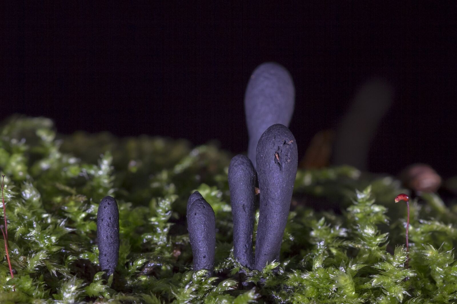 Canon EOS 7D sample photo. Mushroom, mushrooms, keulenpilz photography