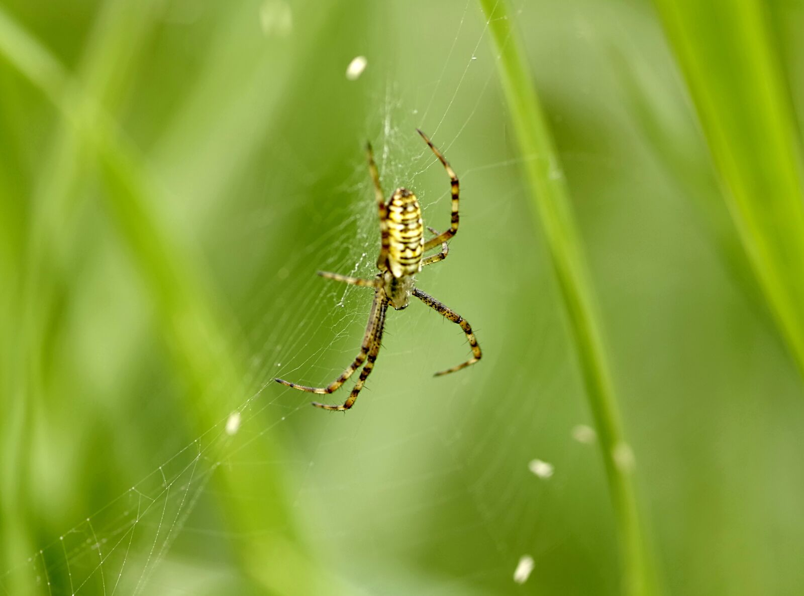 Pentax K-S2 sample photo. Spider, wasp, yellow photography