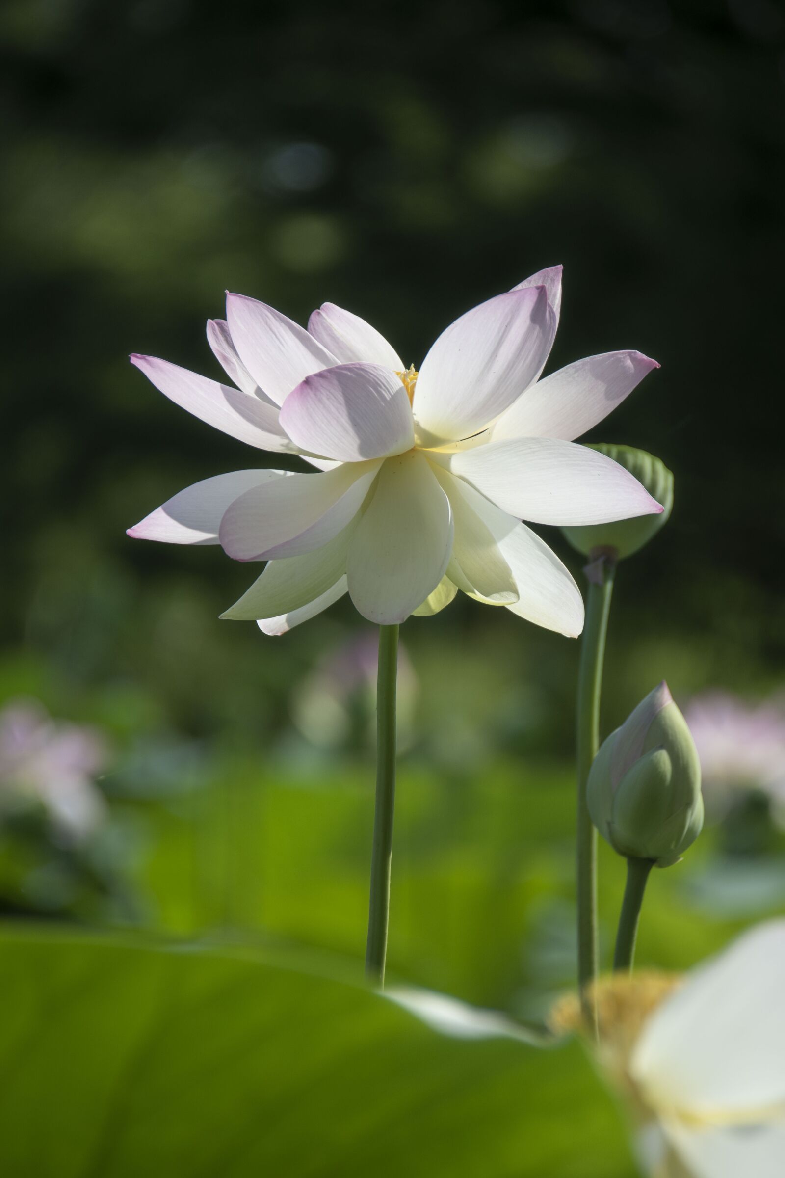 Nikon D7500 sample photo. Lotus, flower, white photography